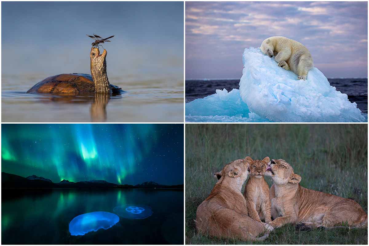 wildlife photographer of the year peoples choice 2023 65c556b4381b5915be4f26a5