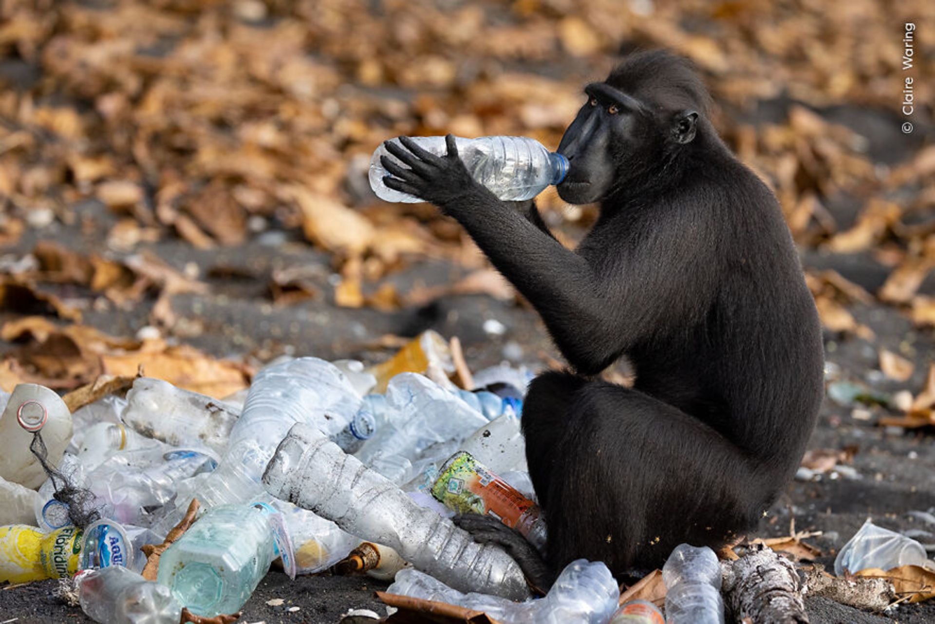 میمون در بین زباله ها