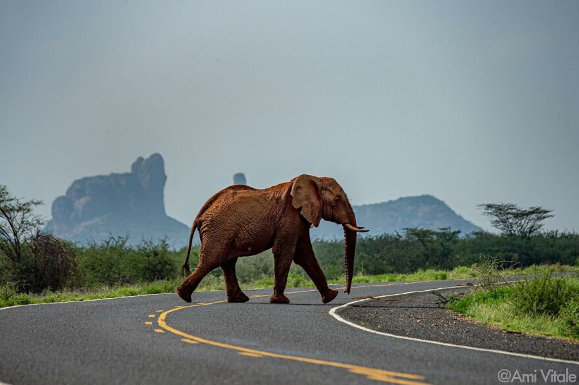 فیل وسط جاده سر سبز