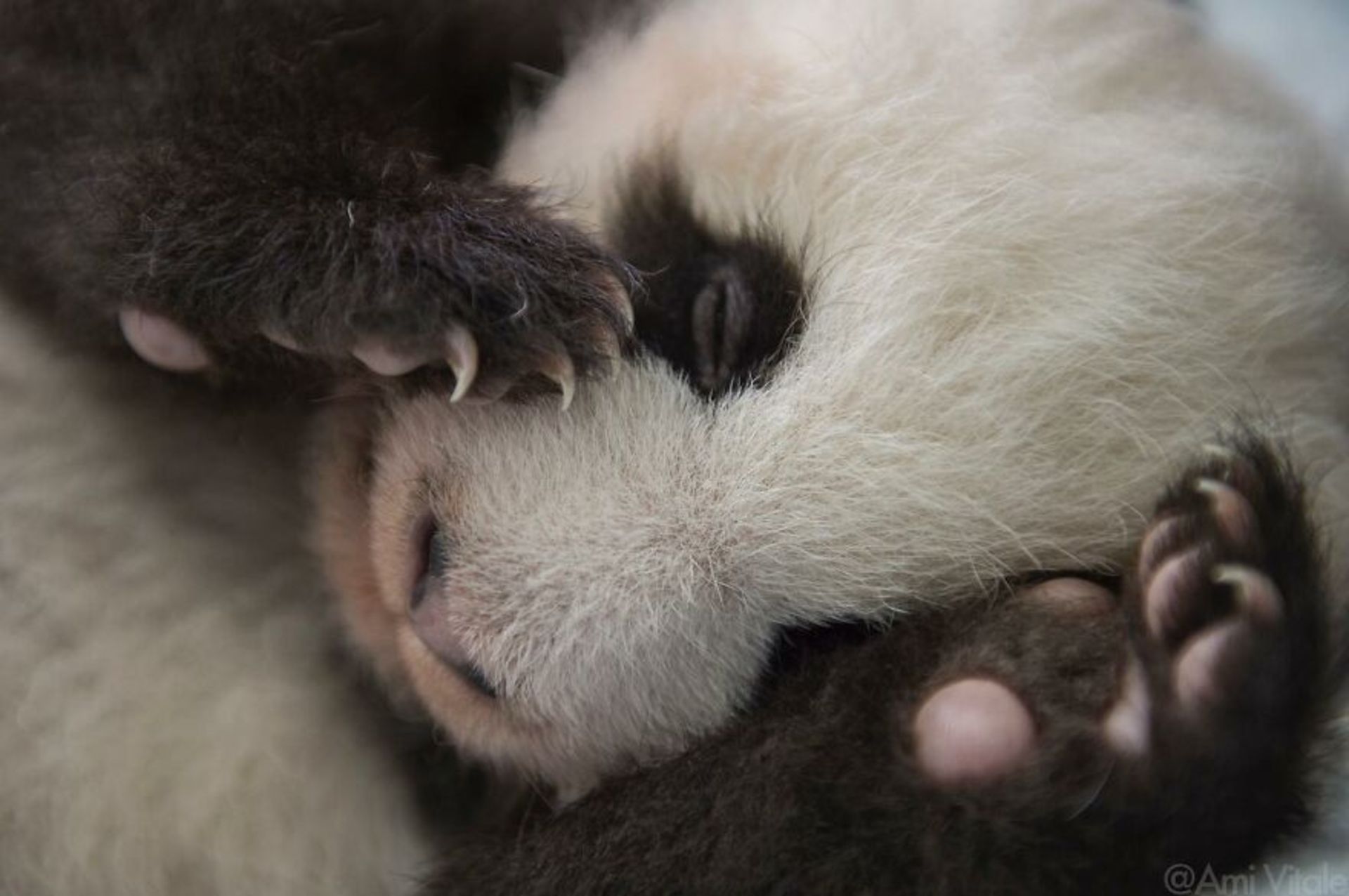 بچه پاندا خوابیده