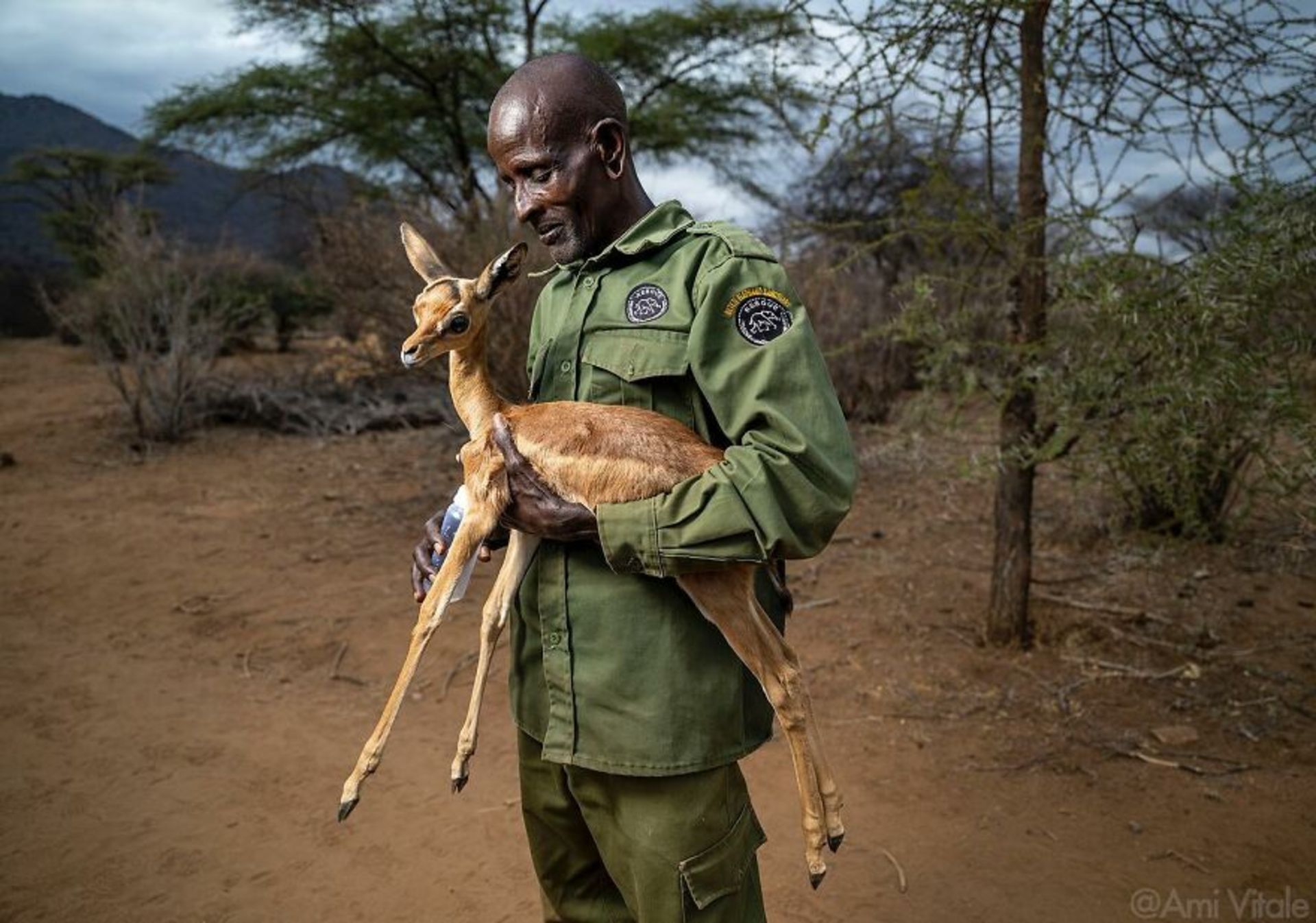 غزال در دست نگهبان