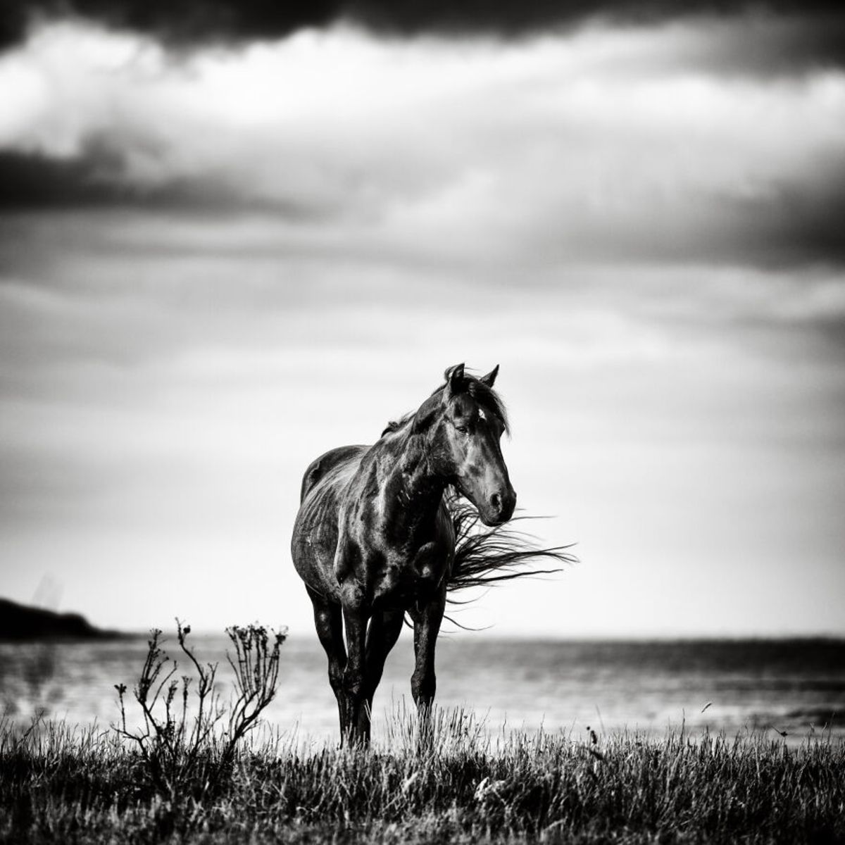 Enchanting Images Of Wild African Horses And The Mysterious Story Of ...