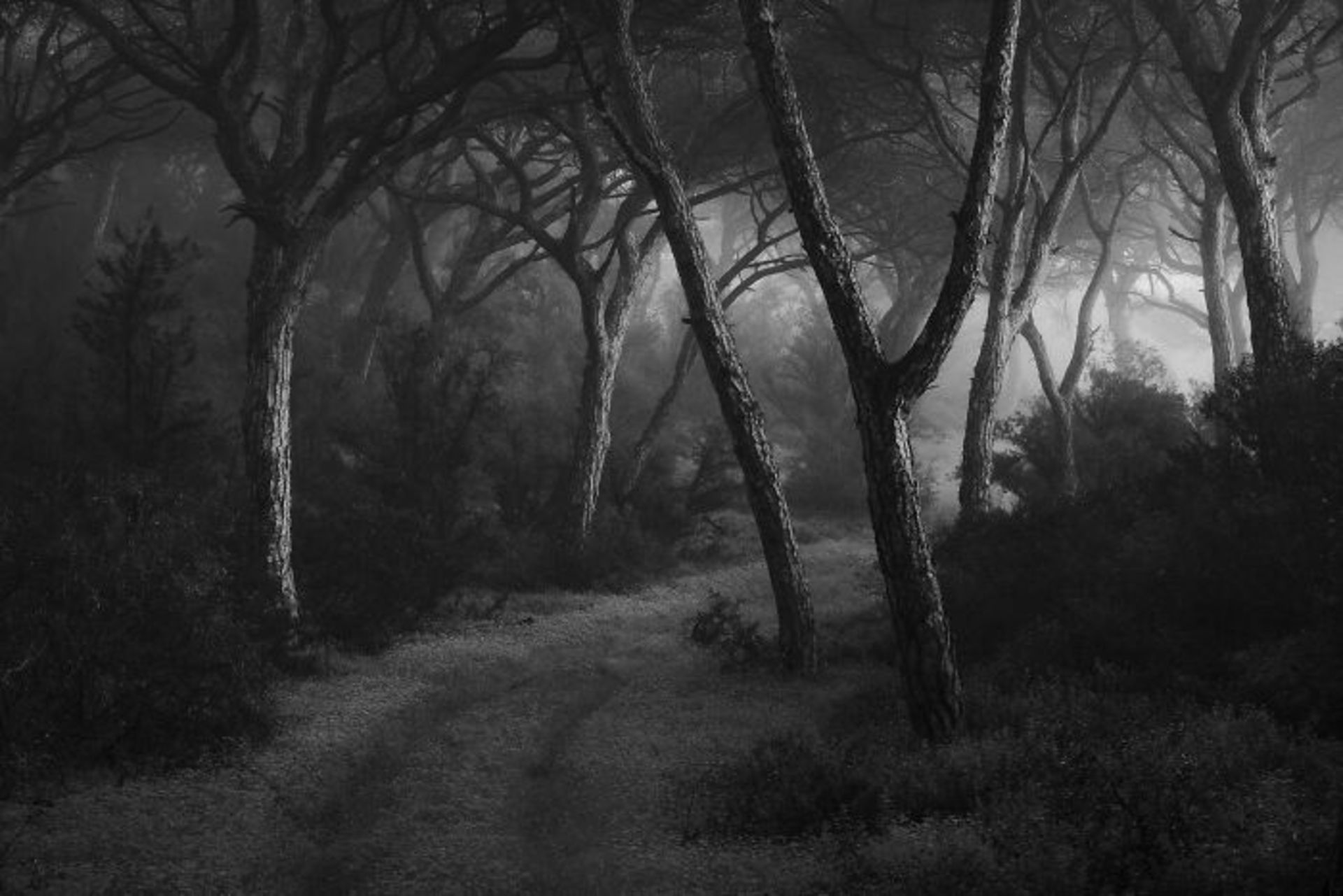 منظره با درختان کاج چتری