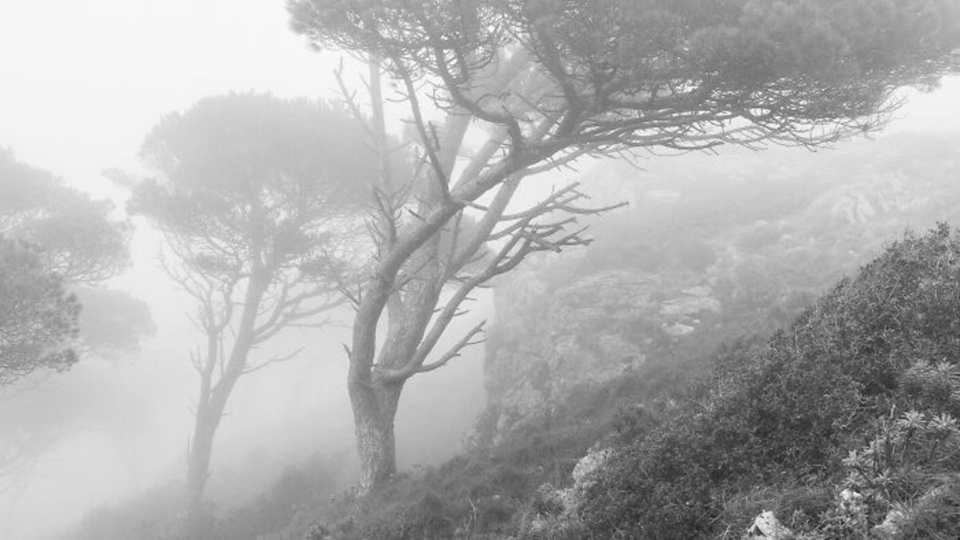 منظره با درختان کاج چتری