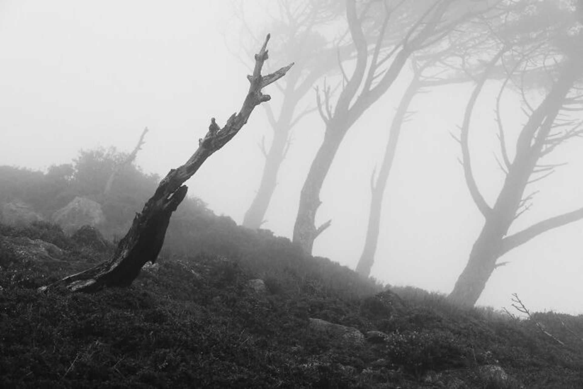 منظره با درختان کاج چتری