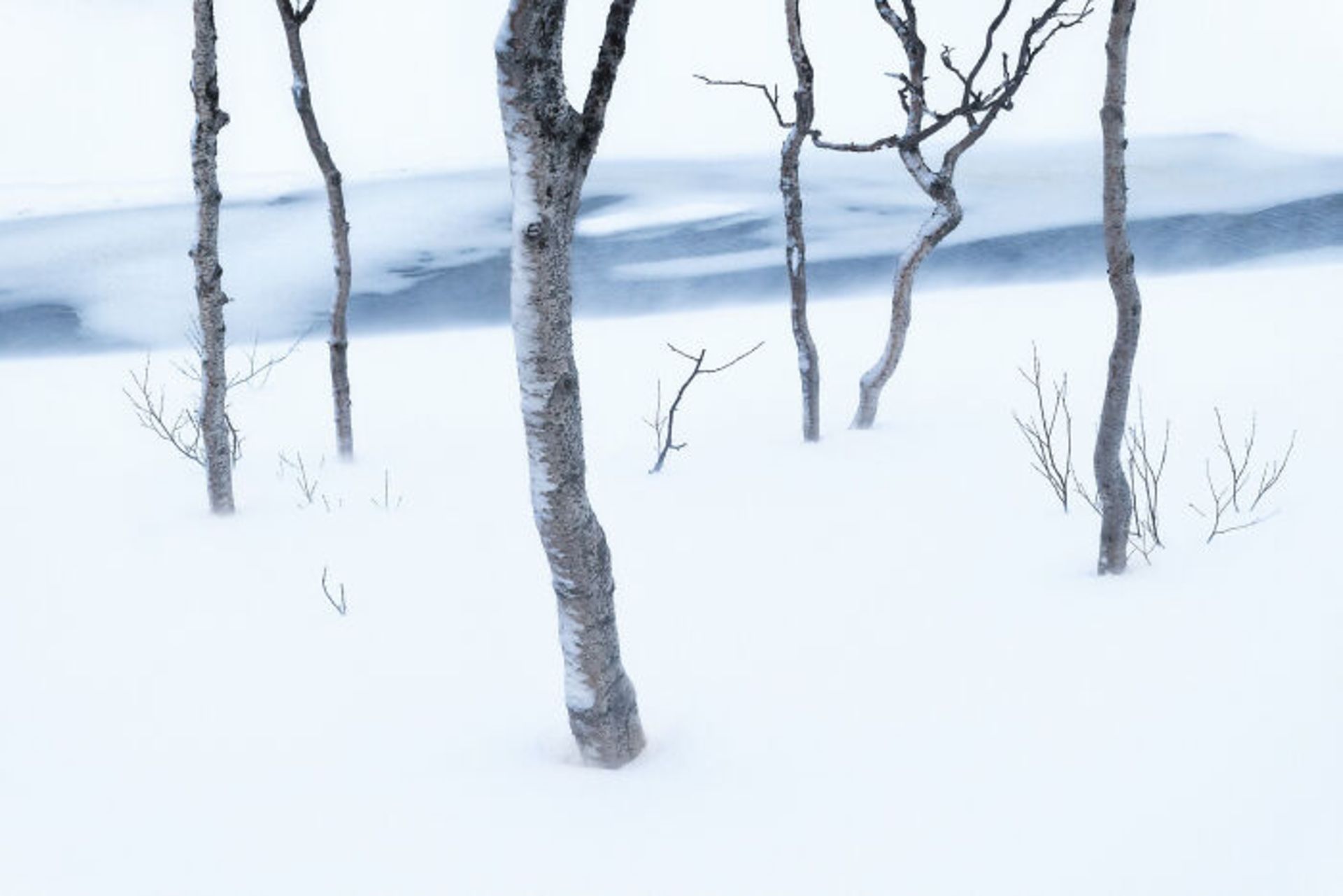 درختان در برف