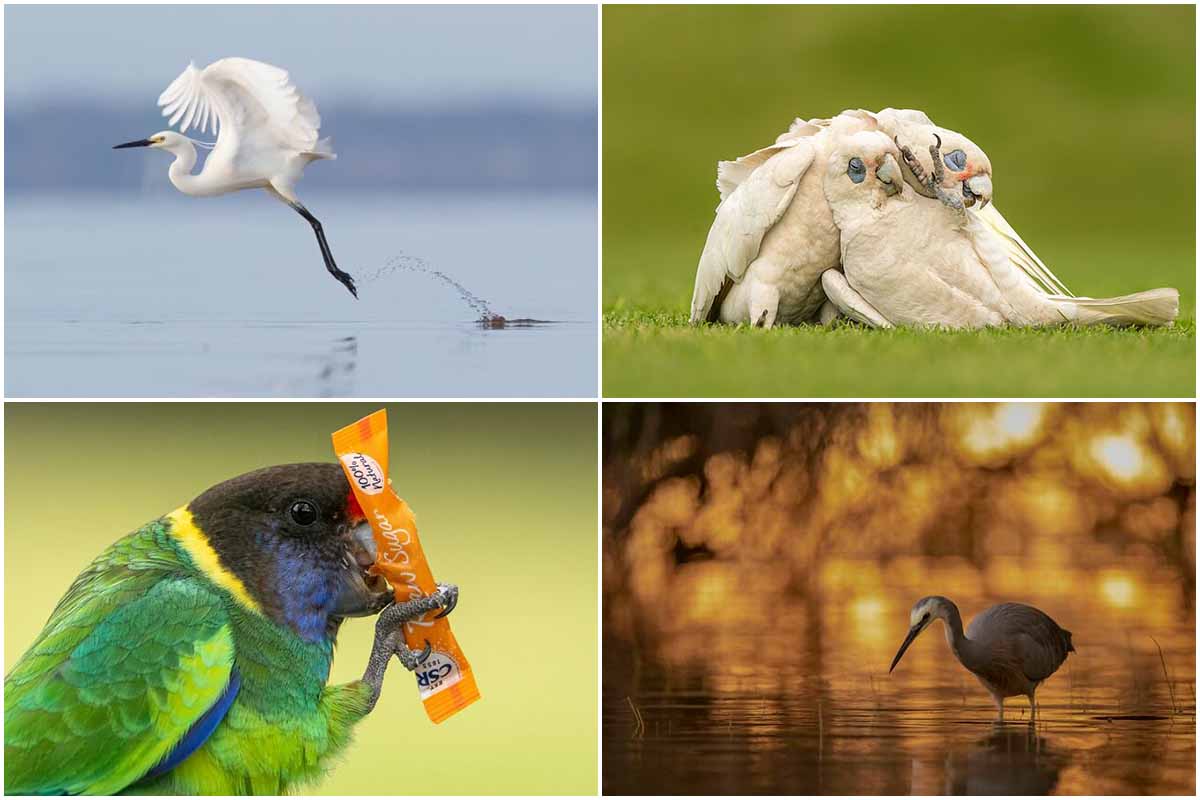 winners of the 2023 sinwp bird photographer of the year 657e0d73eb3279f2c061f7e5