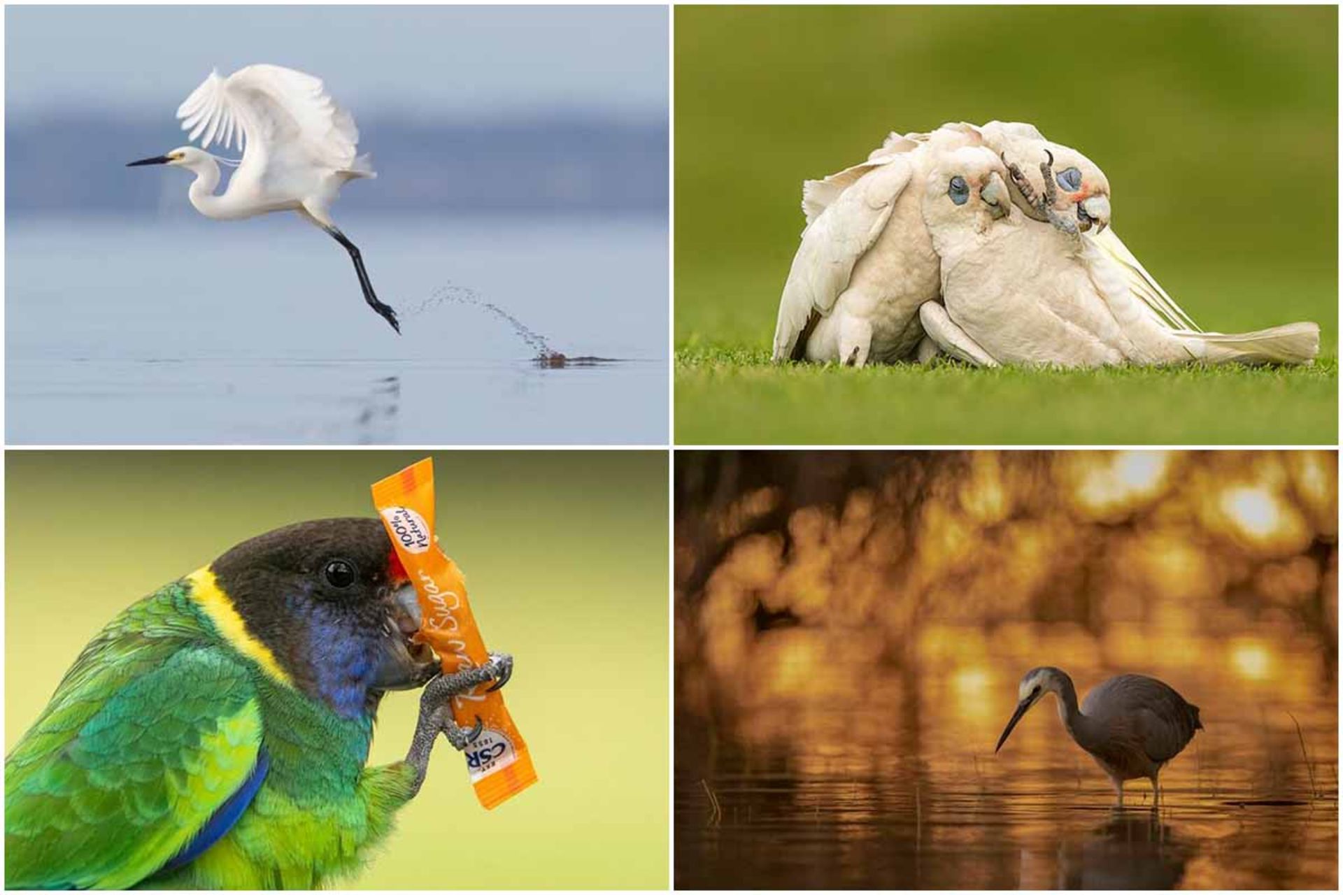  مسابقه عکاسی BirdLife استرالیا