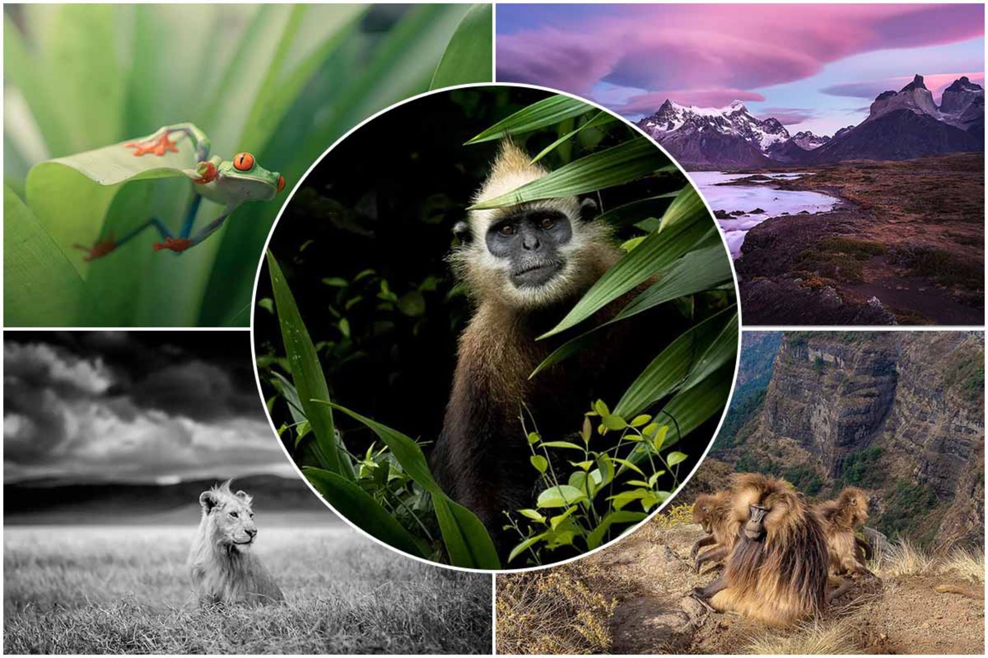 دم‌بلند سرسفید برنده مسابقه عکسی طبیعت