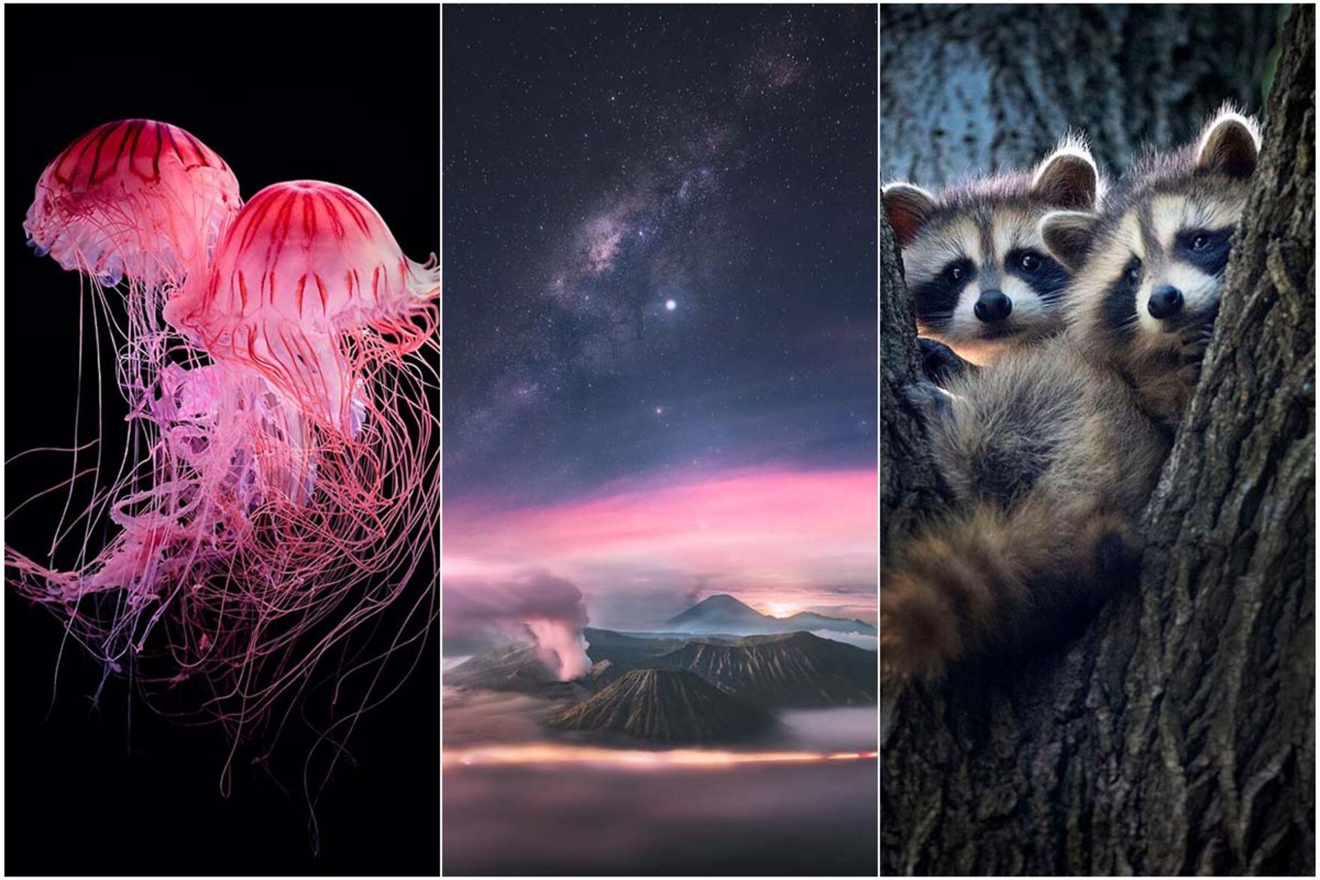 winning-images-of-the-ipa-2022-nature-photography