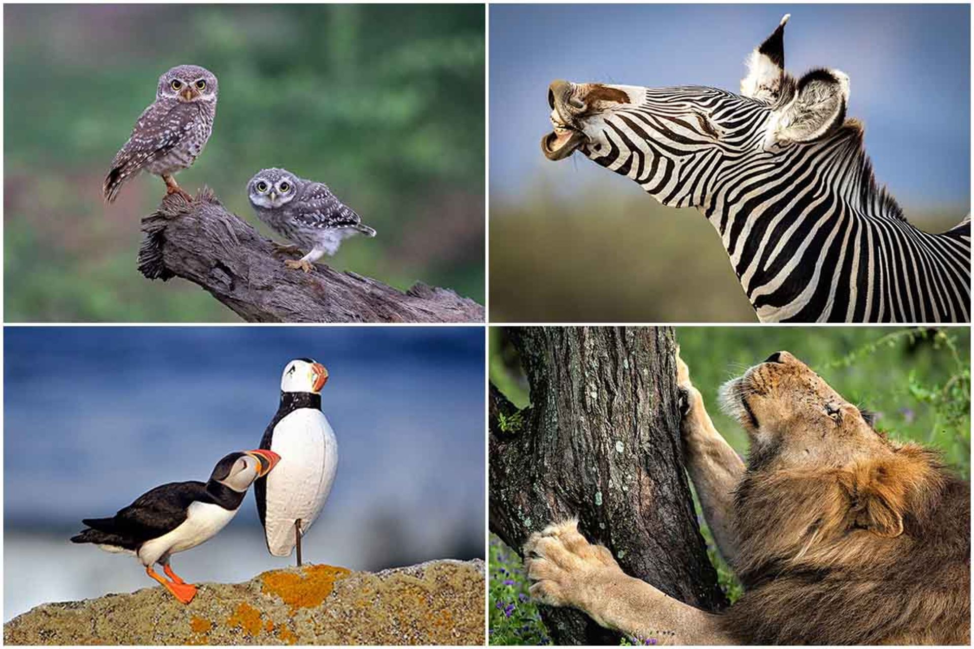 برندگان مسابقه عکاسی بین‌المللی NBP 