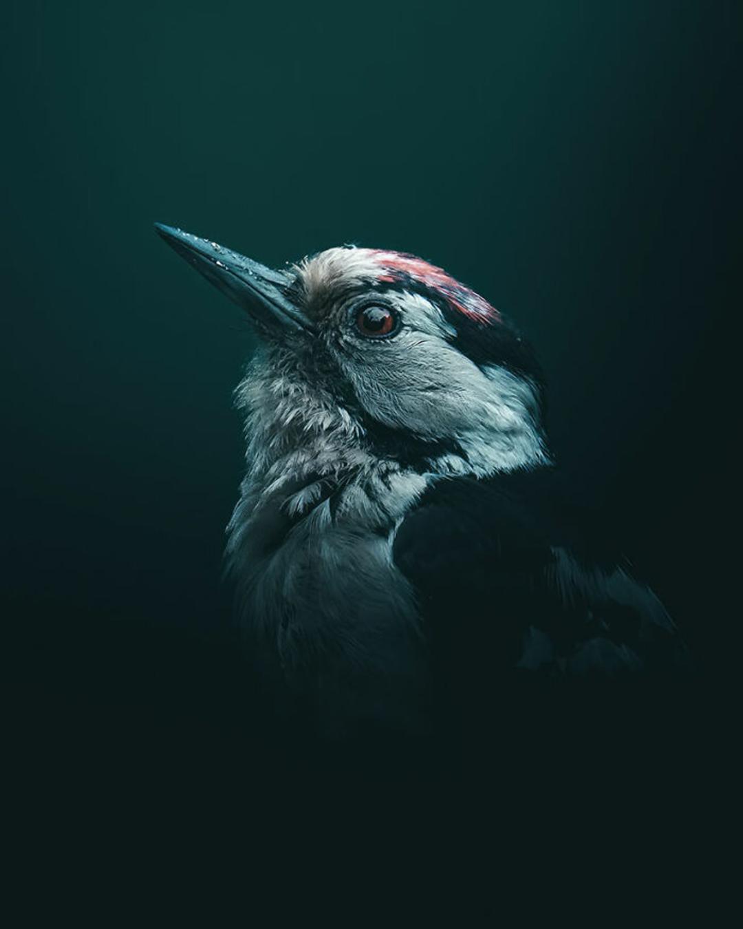 نیم‌رخ پرنده چشم قهوه‌ای