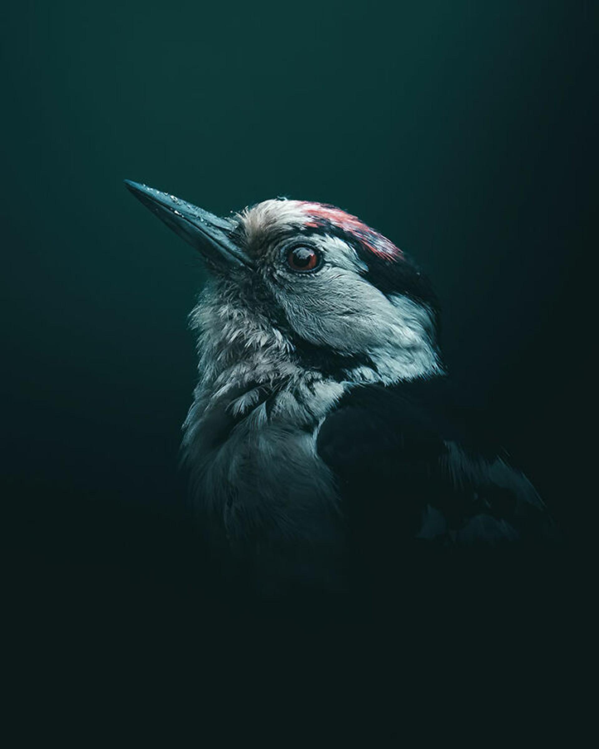 نیم‌رخ پرنده چشم قهوه‌ای