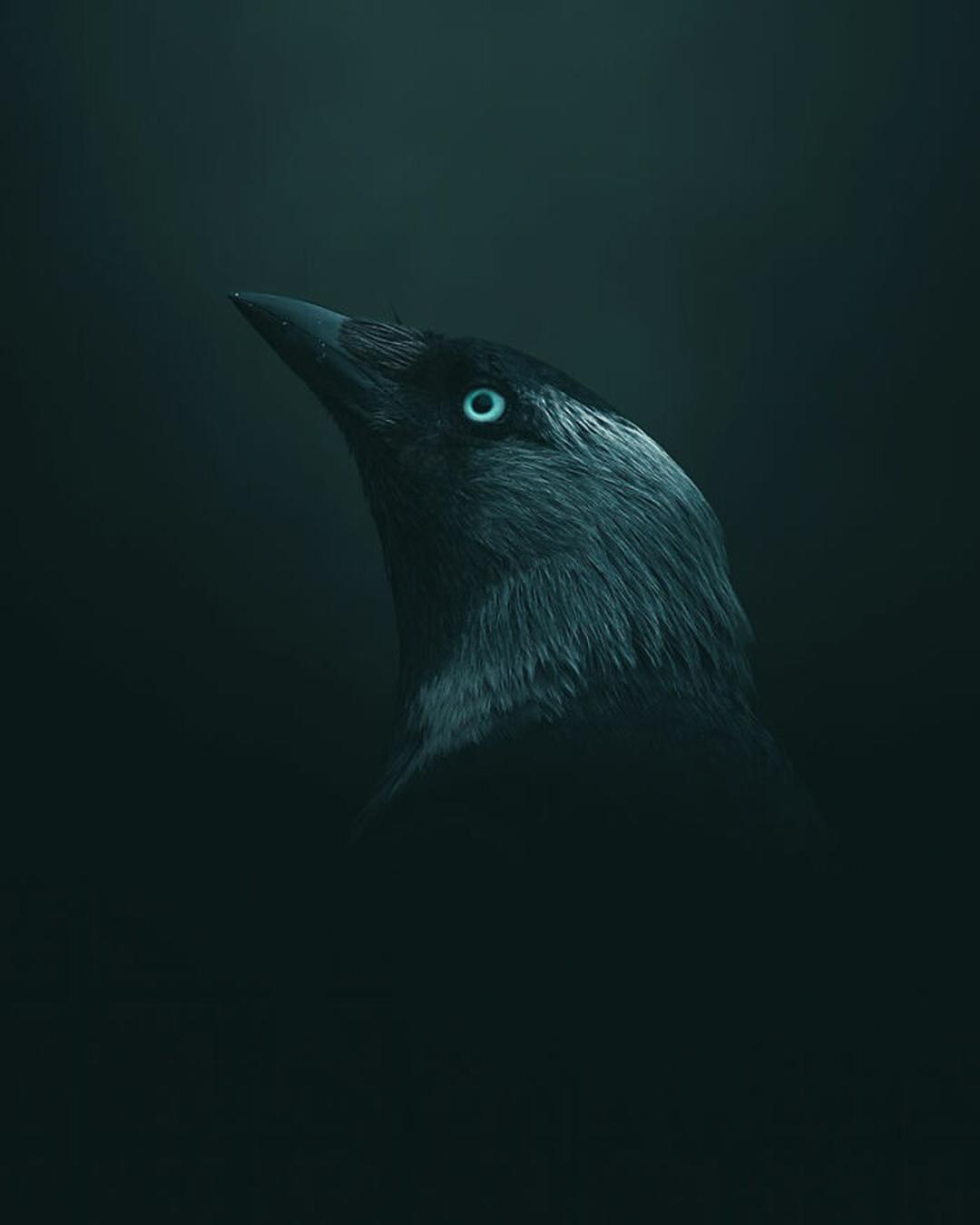 پرتره کلاغ از نیم‌رخ