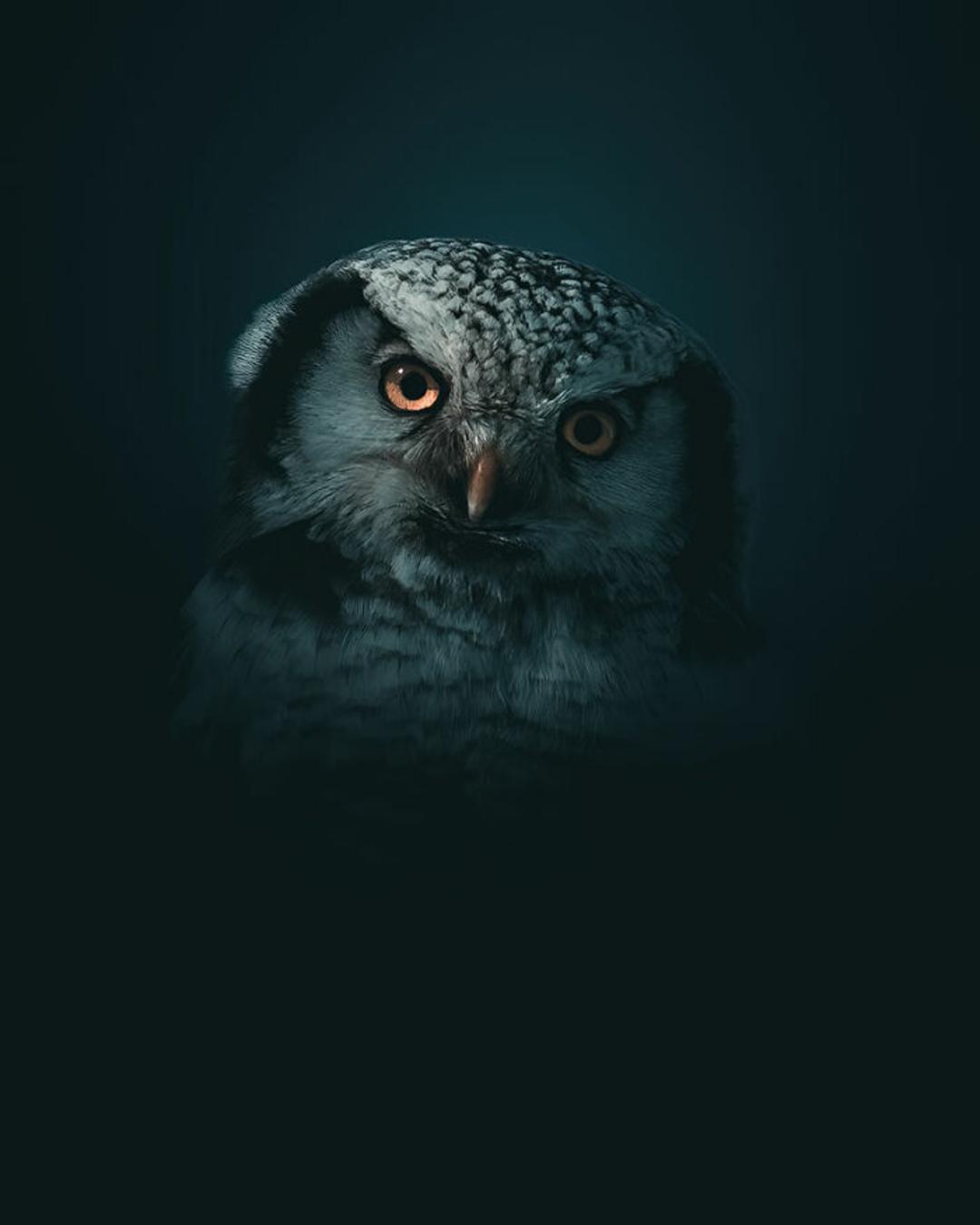 پرتره جغد