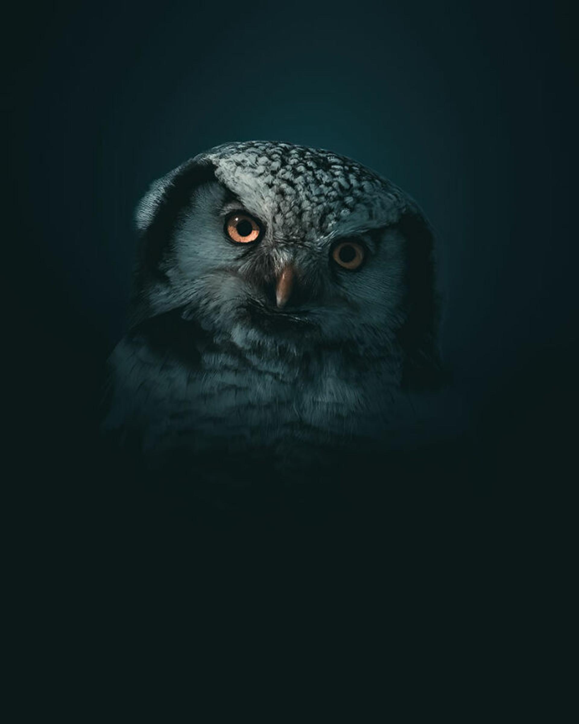 پرتره جغد