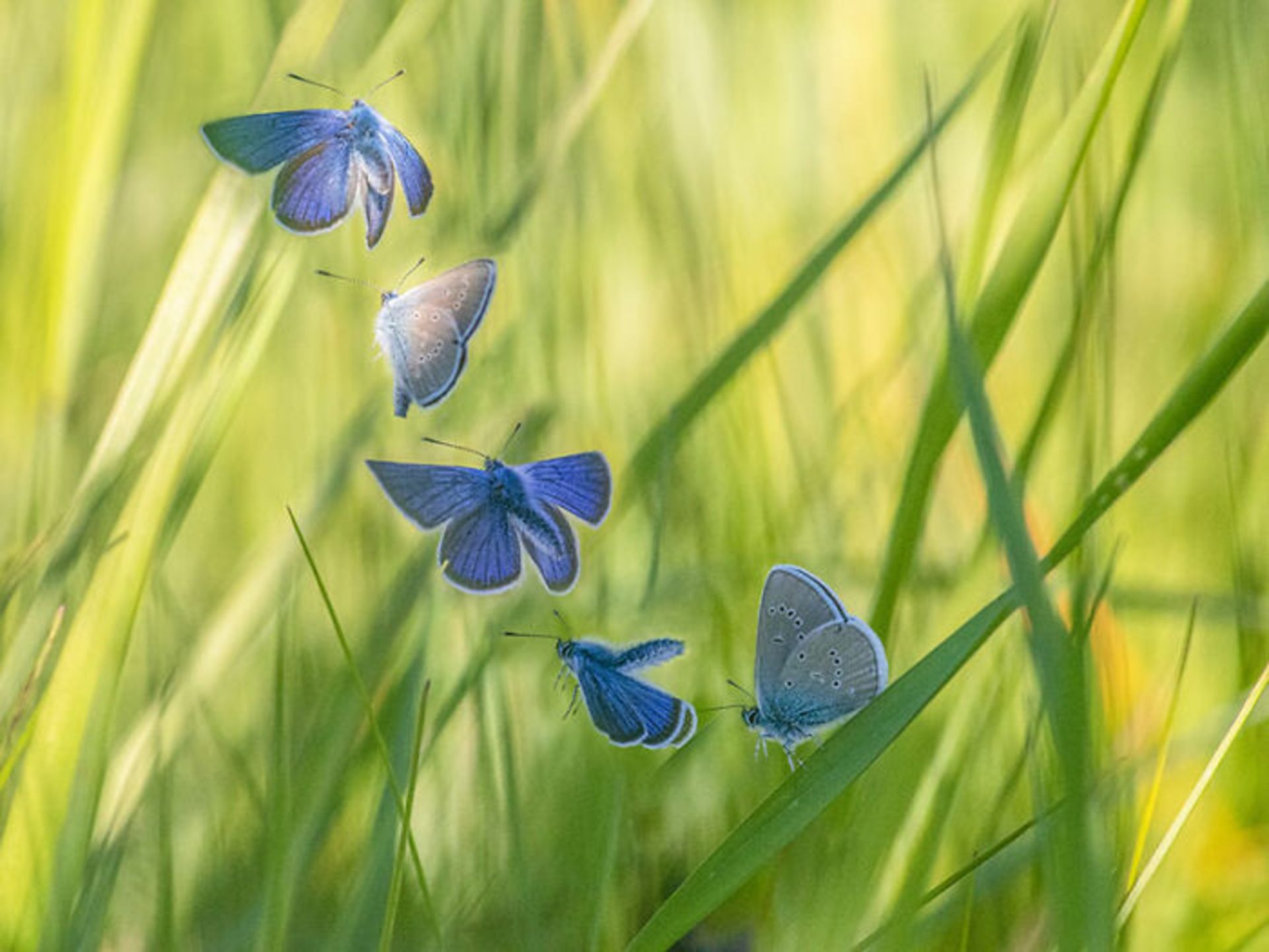 مراحل پرواز پروانه آبی 