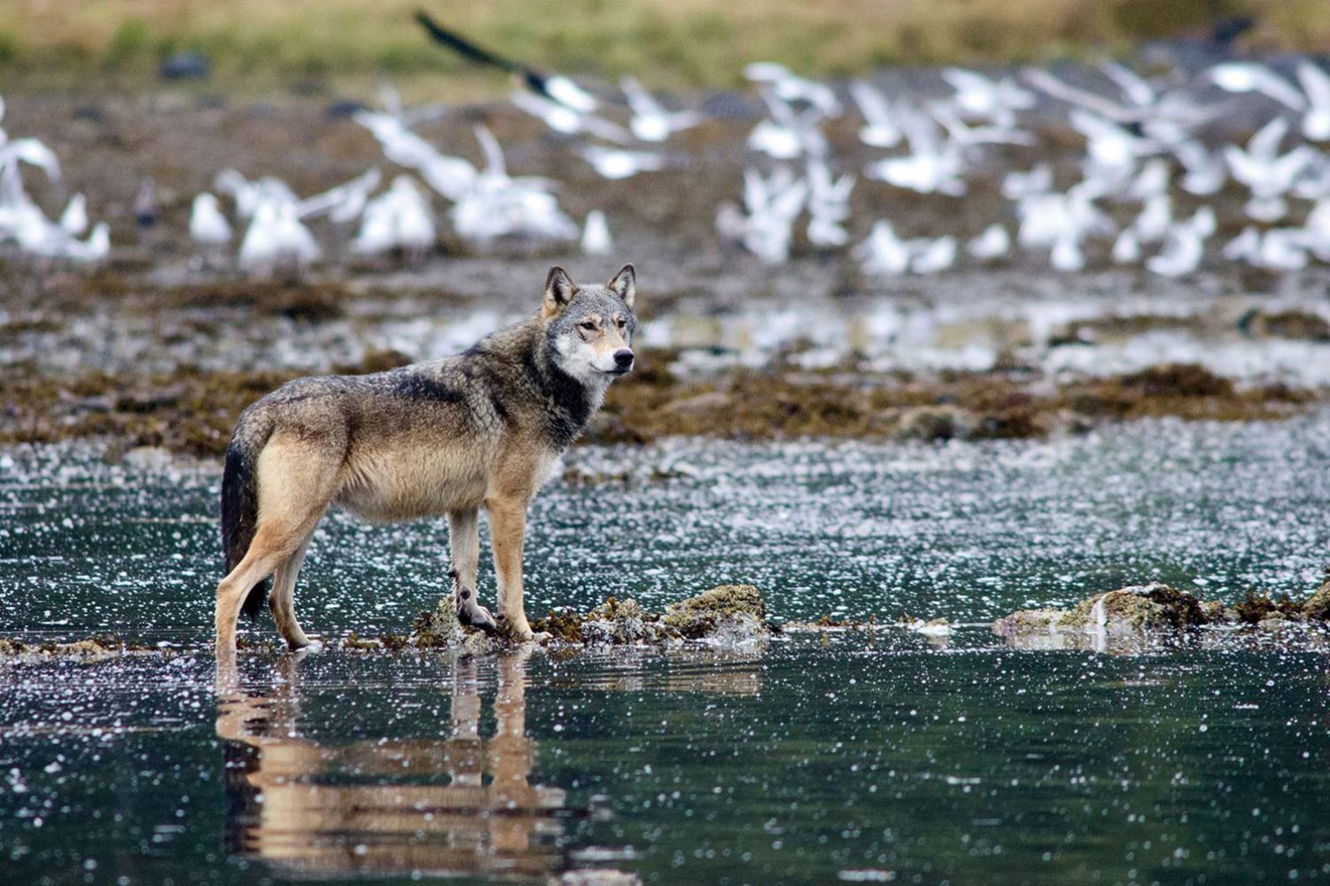یک گرگ در کانادا که خرچنگ را از تله بیرون کشید و شکار کرد