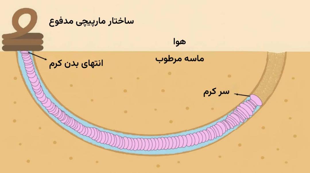 نحوه شکل‌گیری مدفوع مارپیچ کرم
