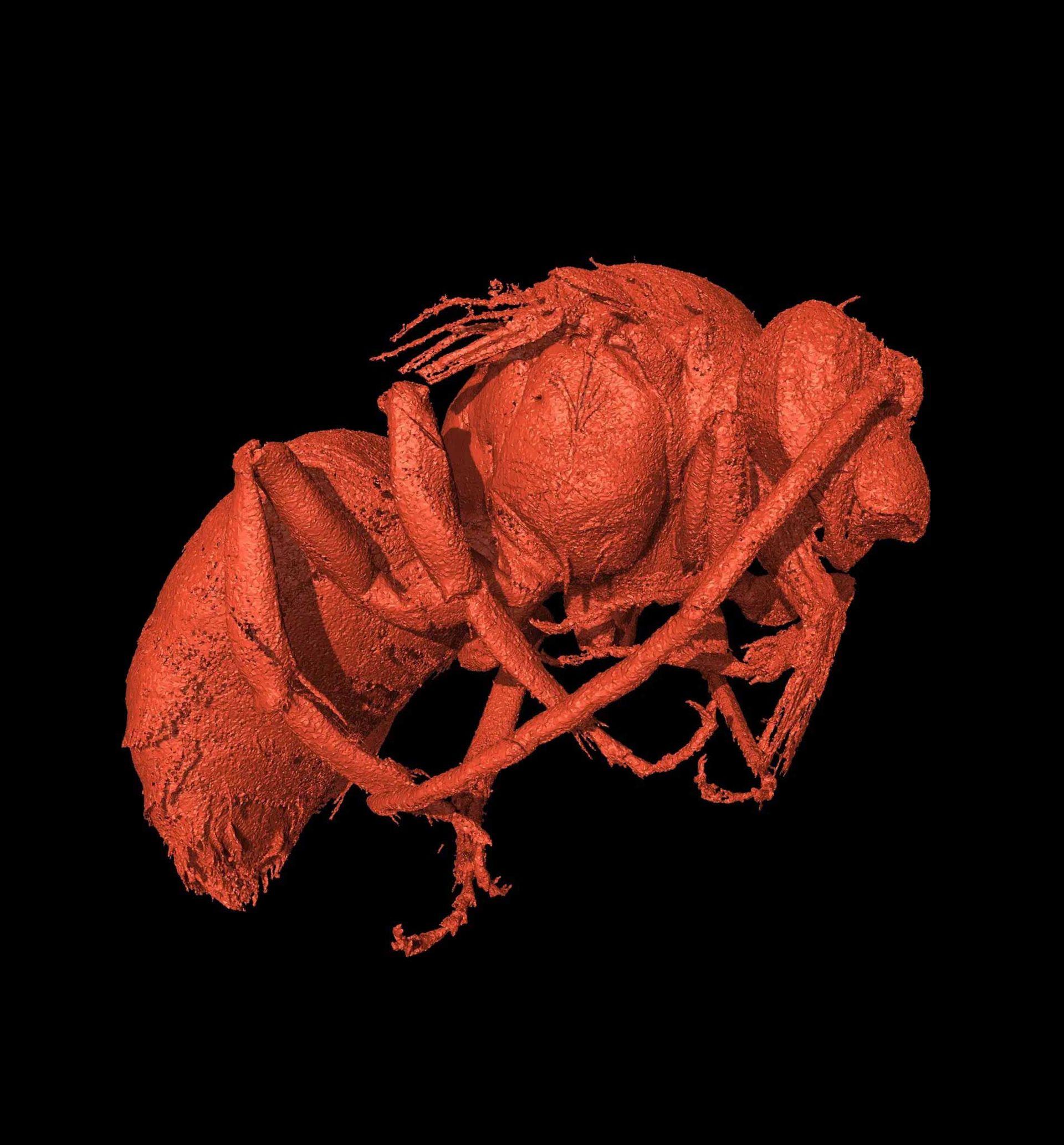 تصویر توموگرافی کامپیوتری پرتو ایکس از زنبور فسیل‌شده