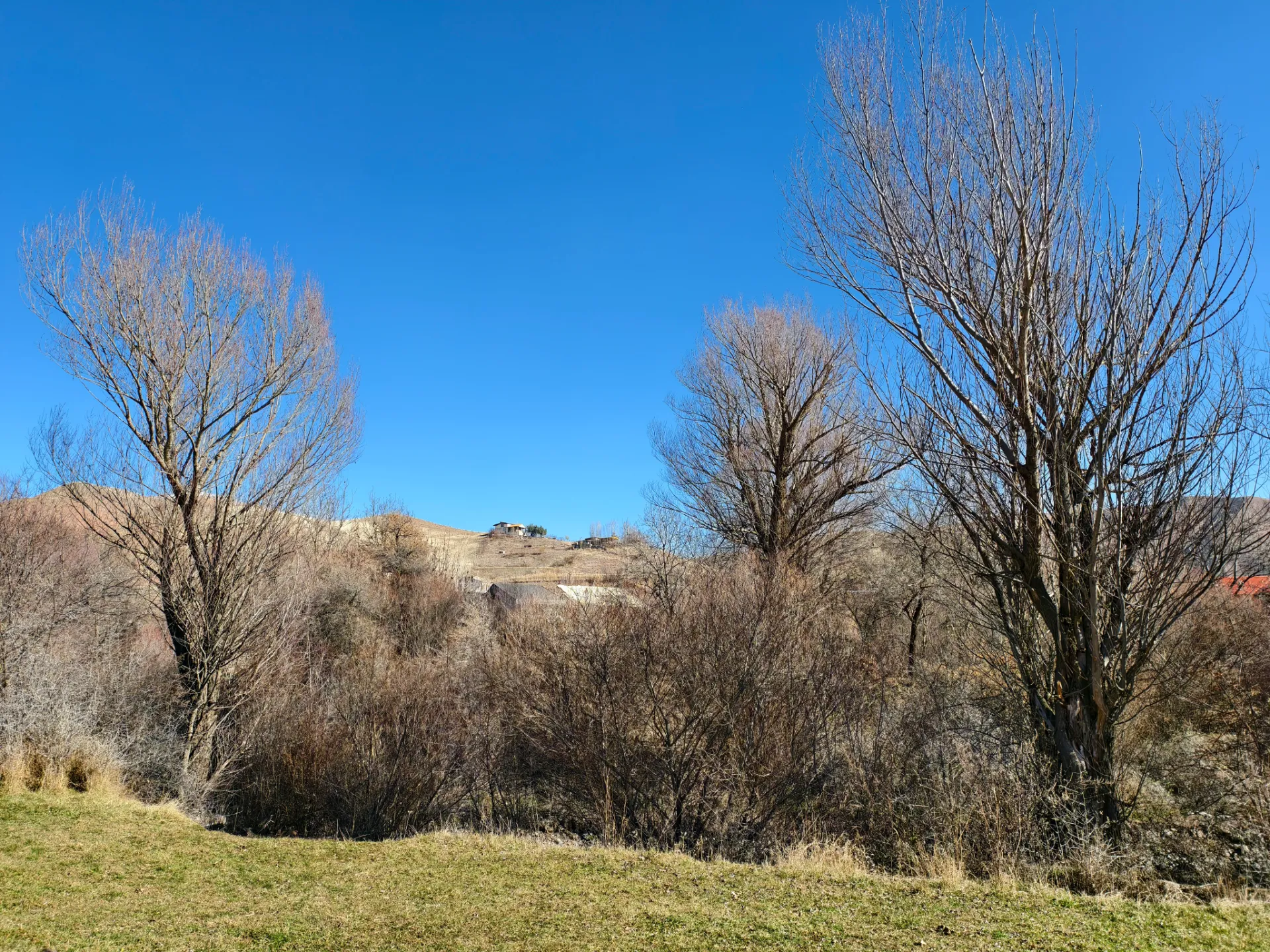 نمایی از درختان و تپه