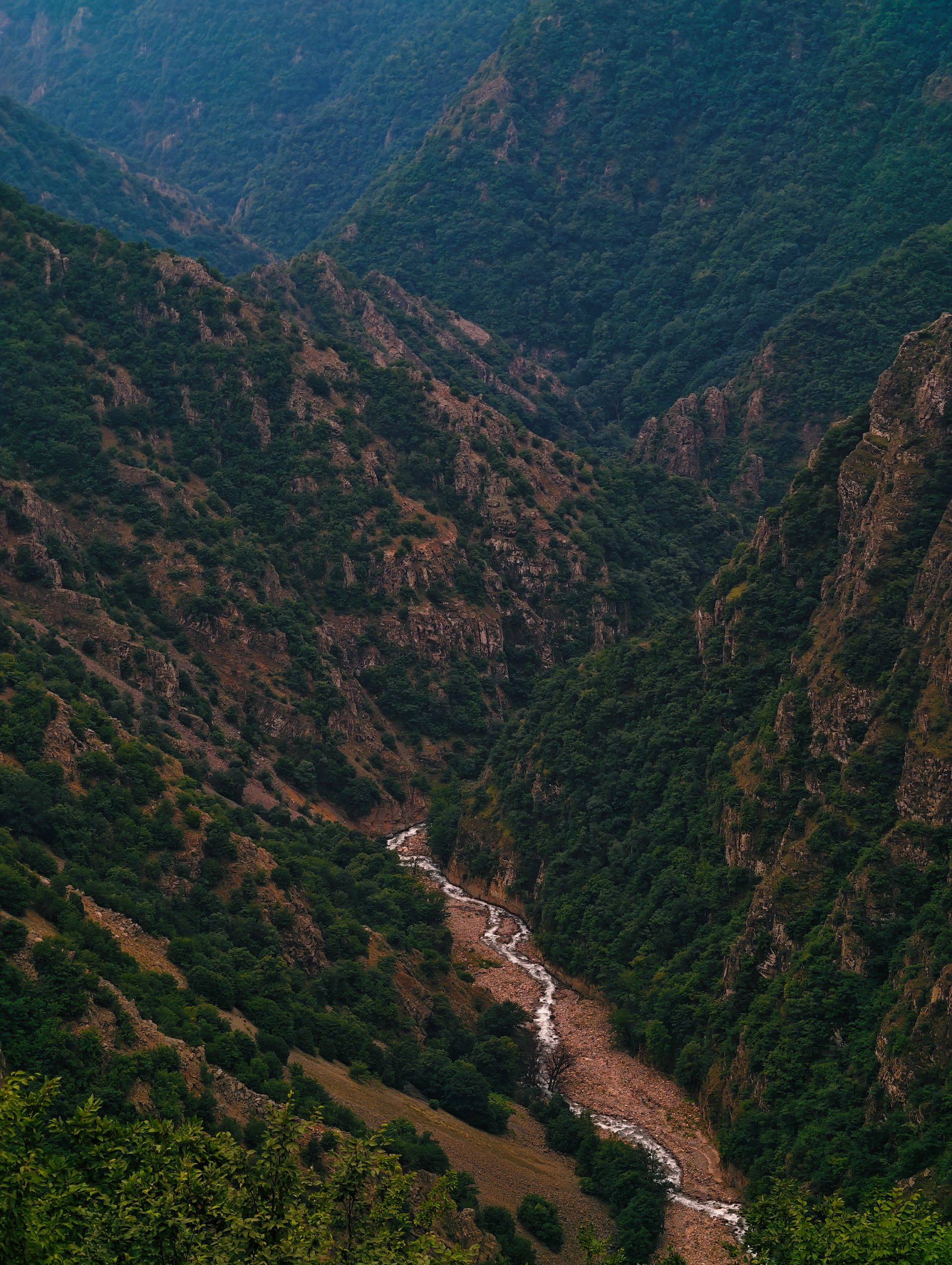 جنگل روی کوه