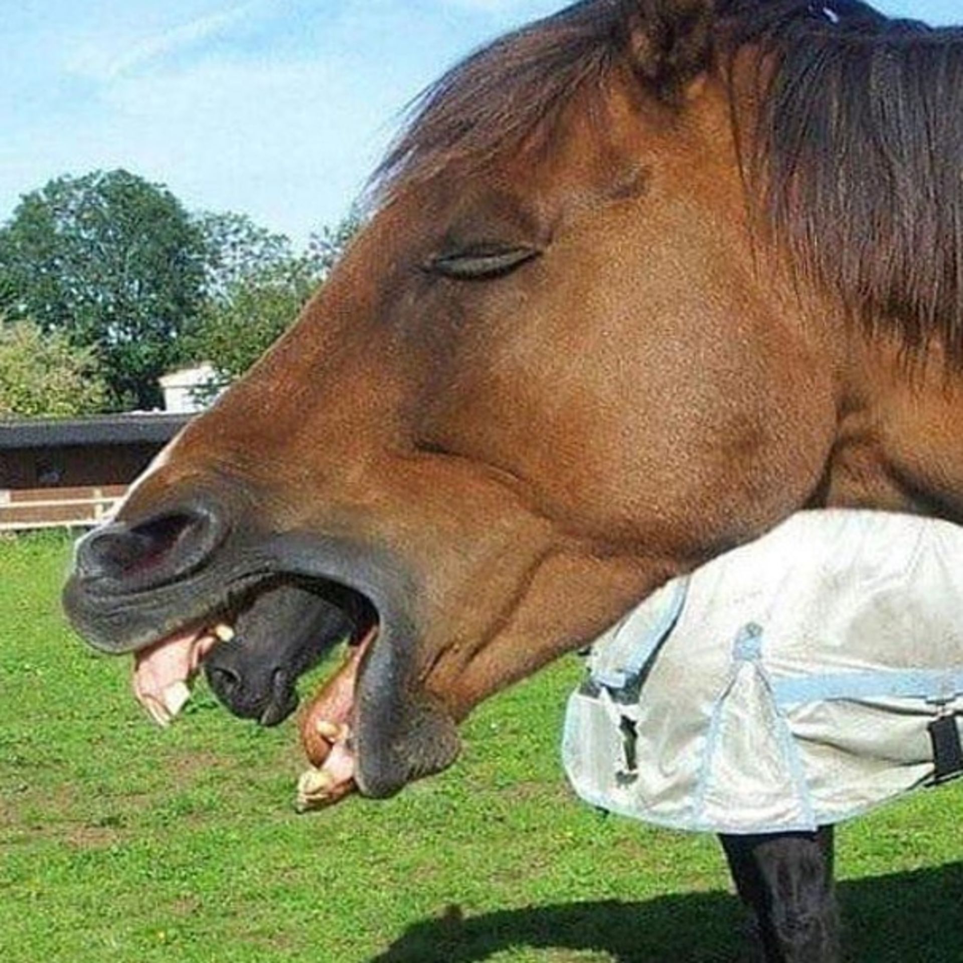 اسب در دهان اسب