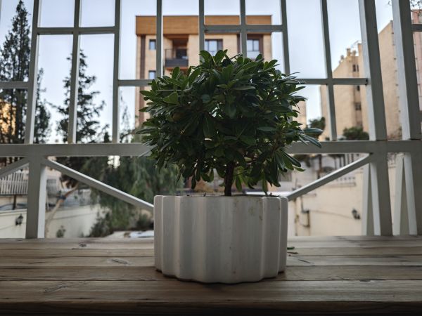 The plant in Zomit office 1