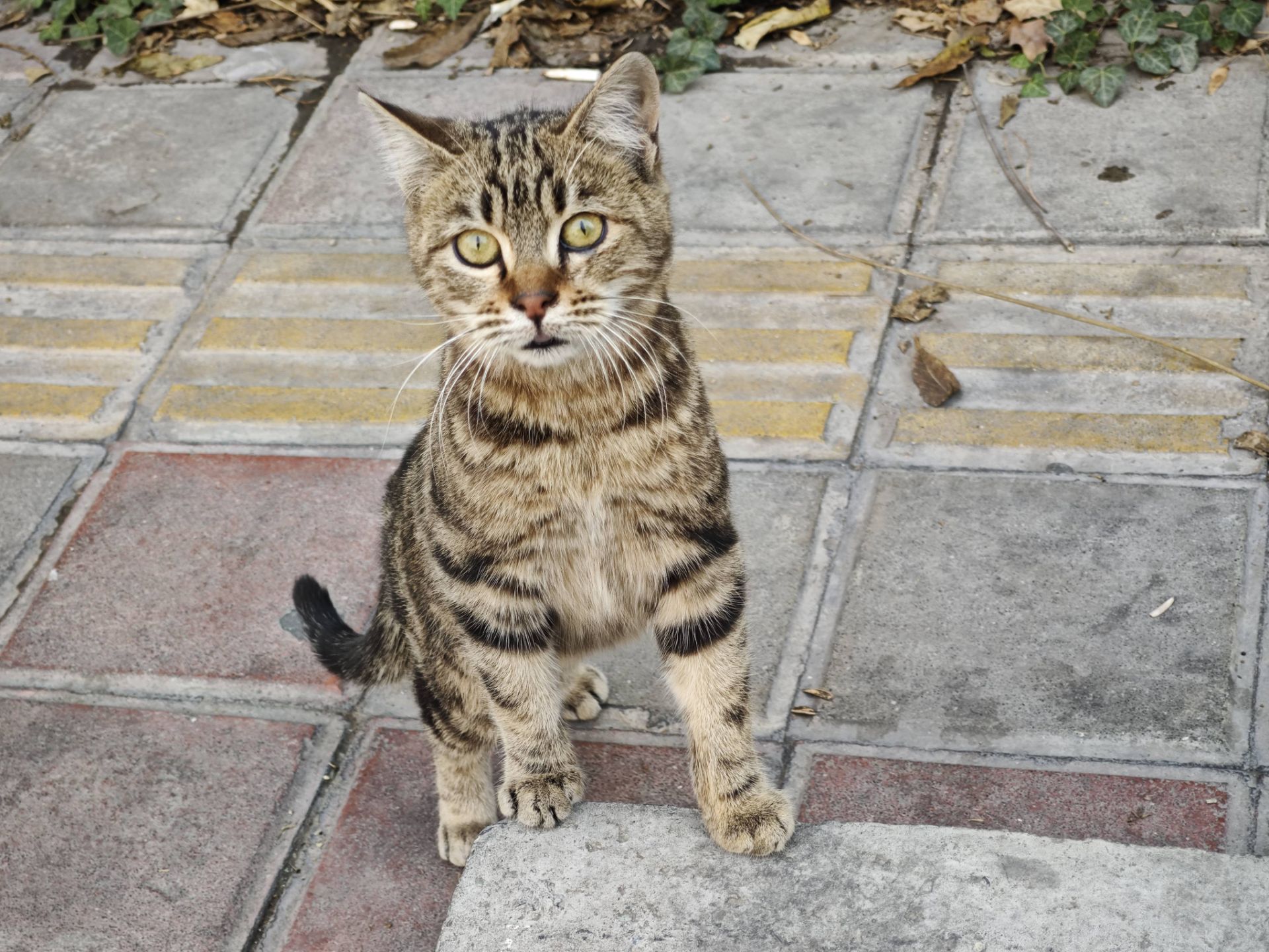 بچه گربه از نمای نزدیک