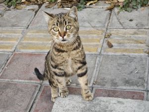 Close-up of the kitten