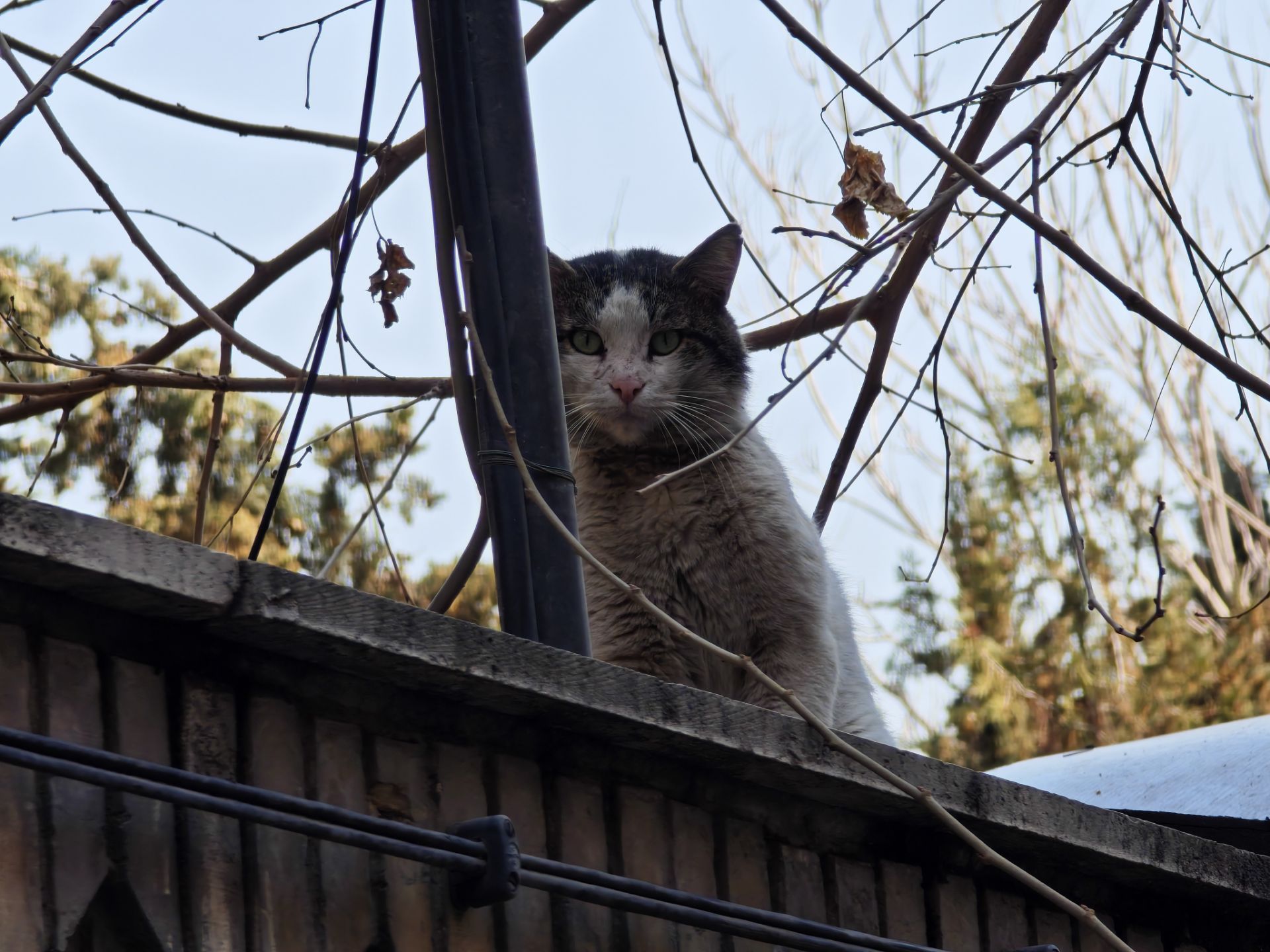 گربه‌ای روی دیوار