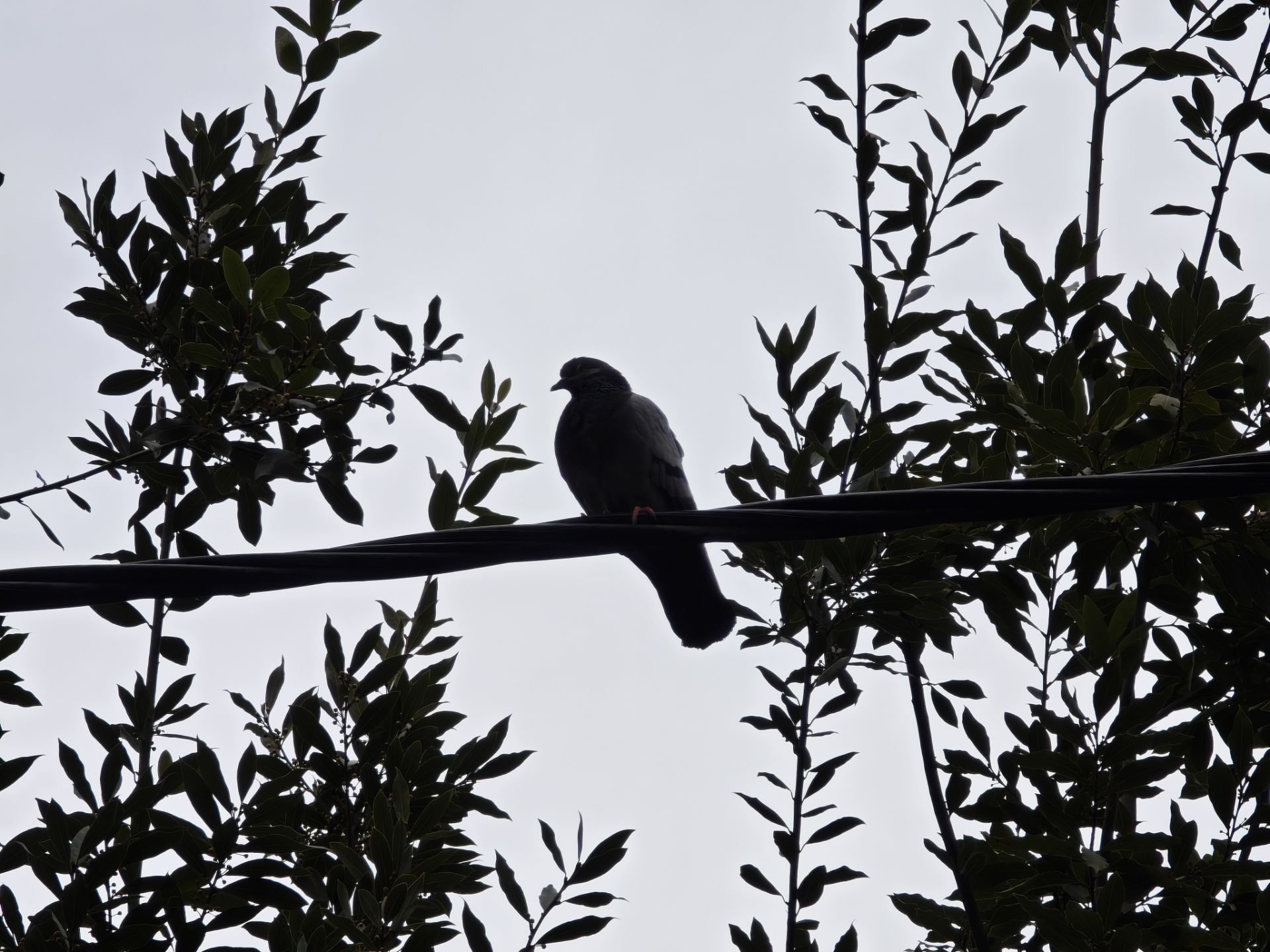 کبوتر روی کابل برق