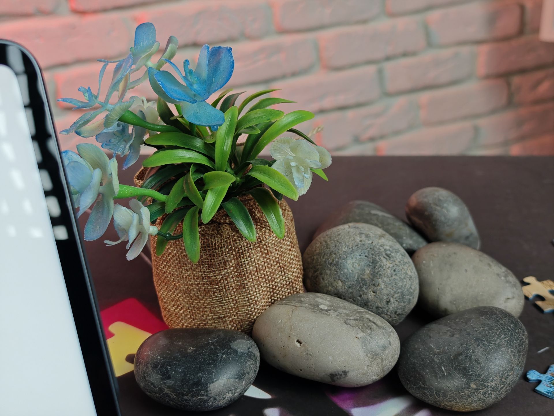 یک گیاه در استودیو زومیت