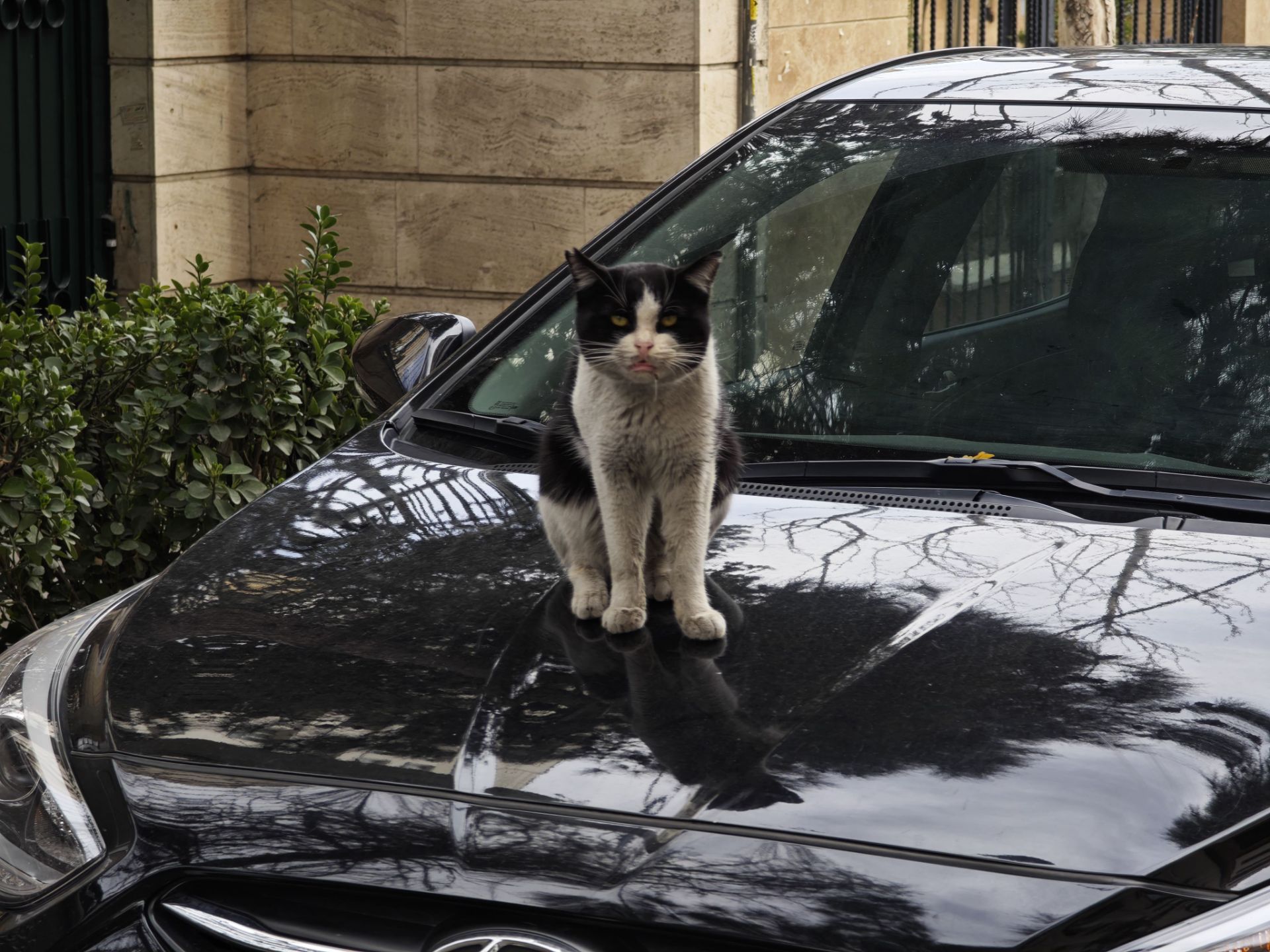 گربه روی کاپوت ماشین