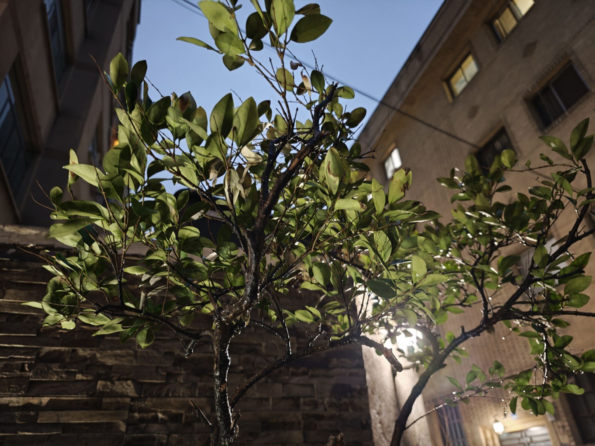 شاخ و برگ درخت