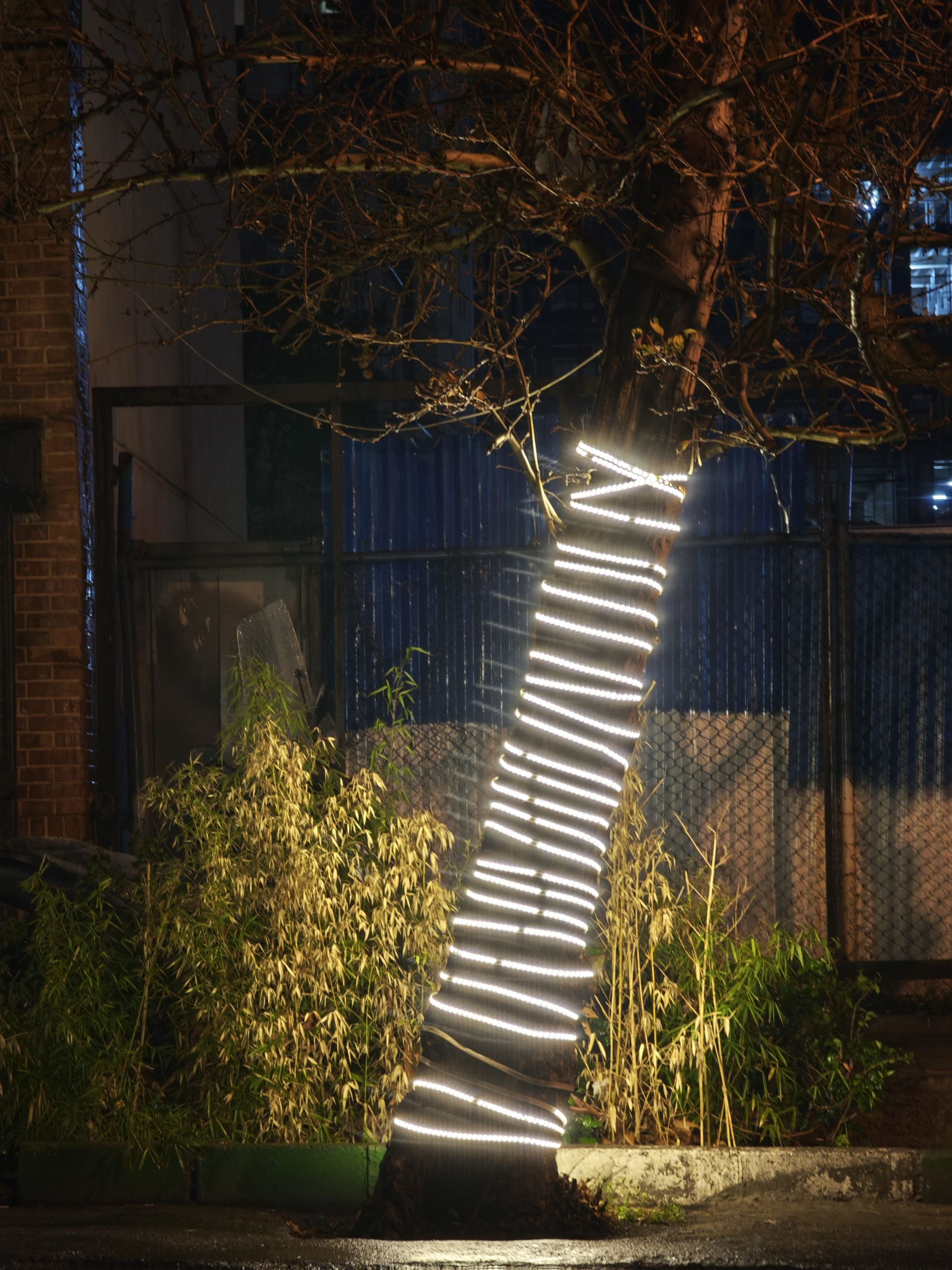 درخت تزئین‌شده با چراغ در ونک