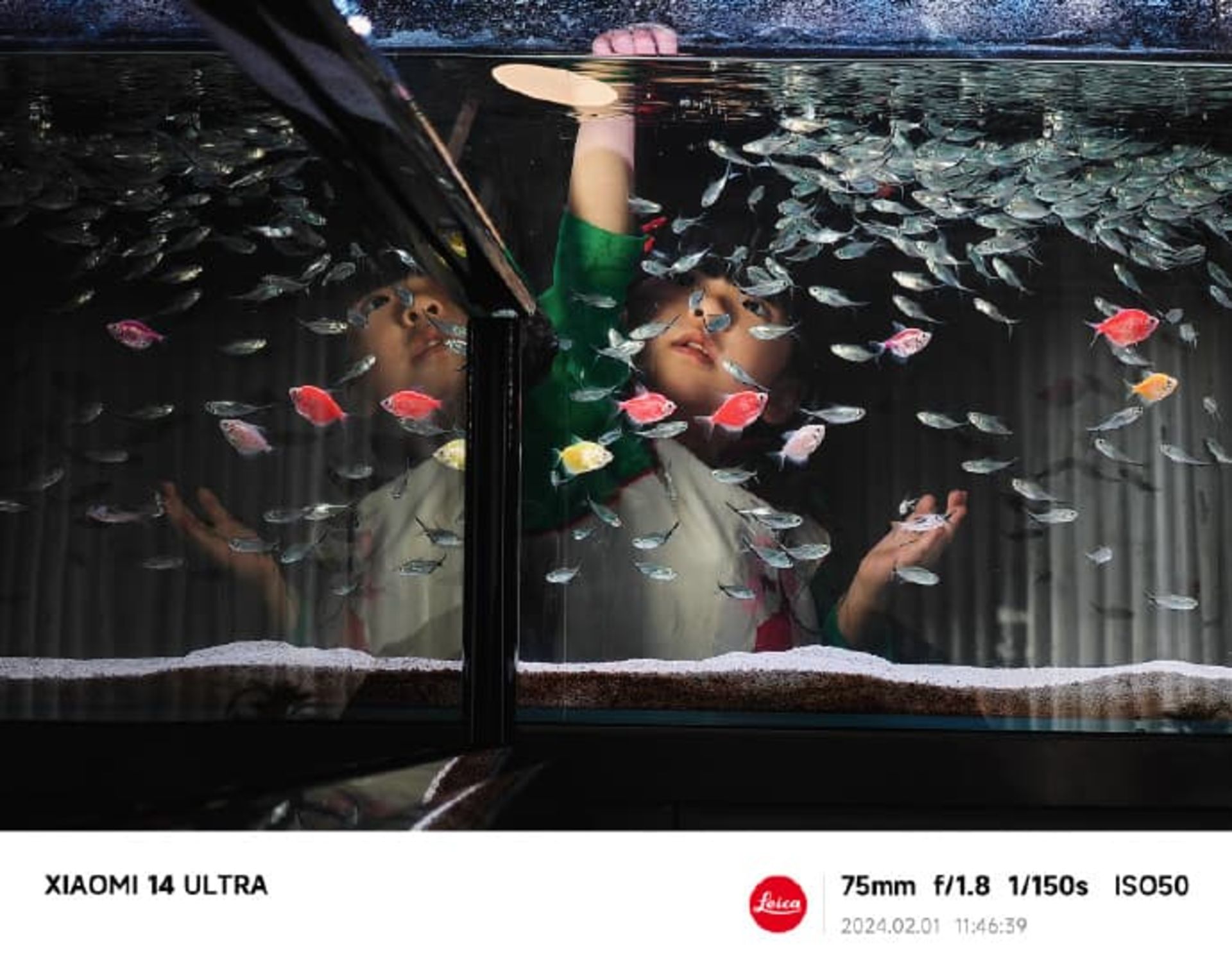 تصویری از یک کودک در کنار آکواریوم ماهی