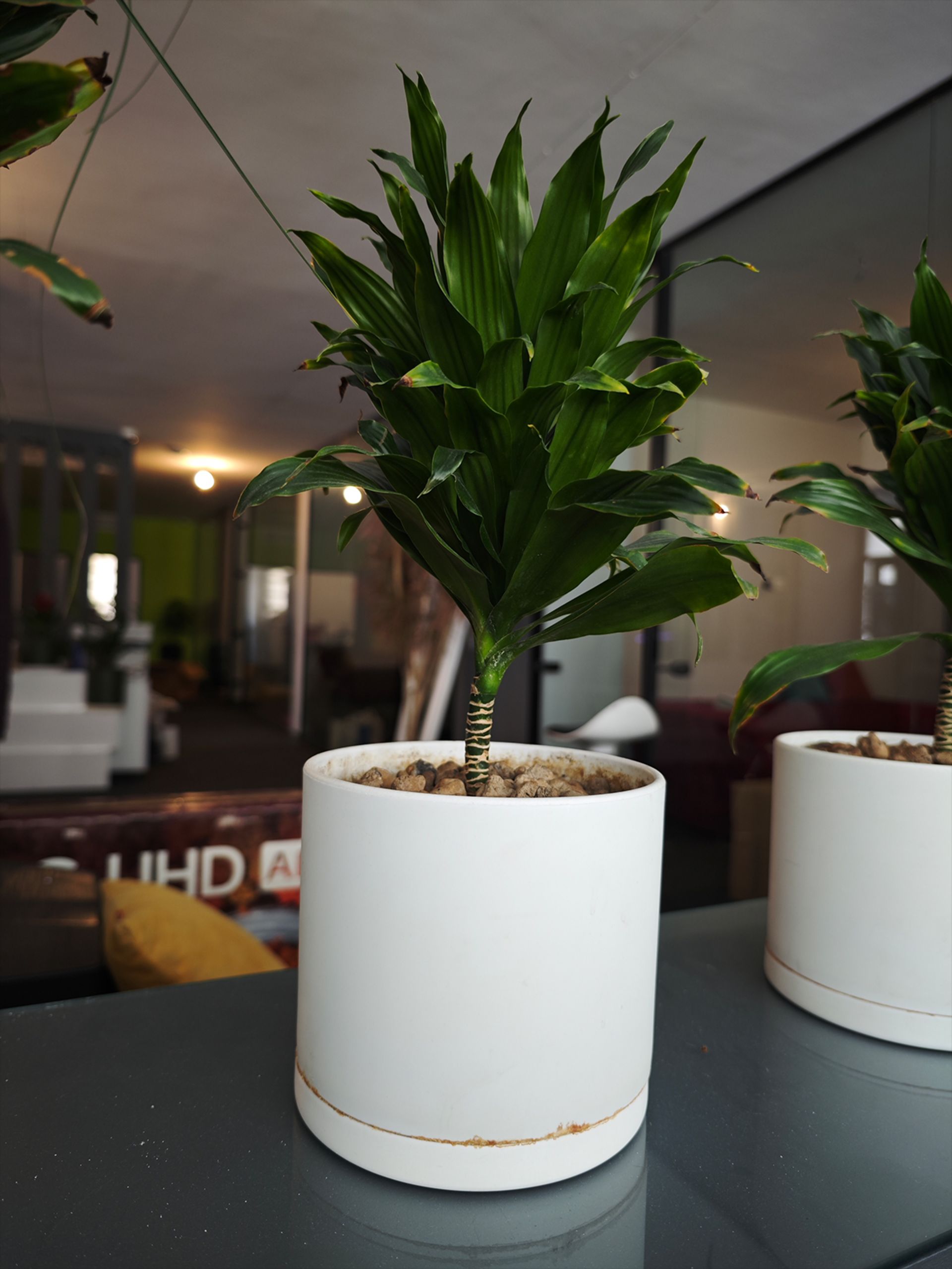 گیاهی در دفتر زومیت ۱