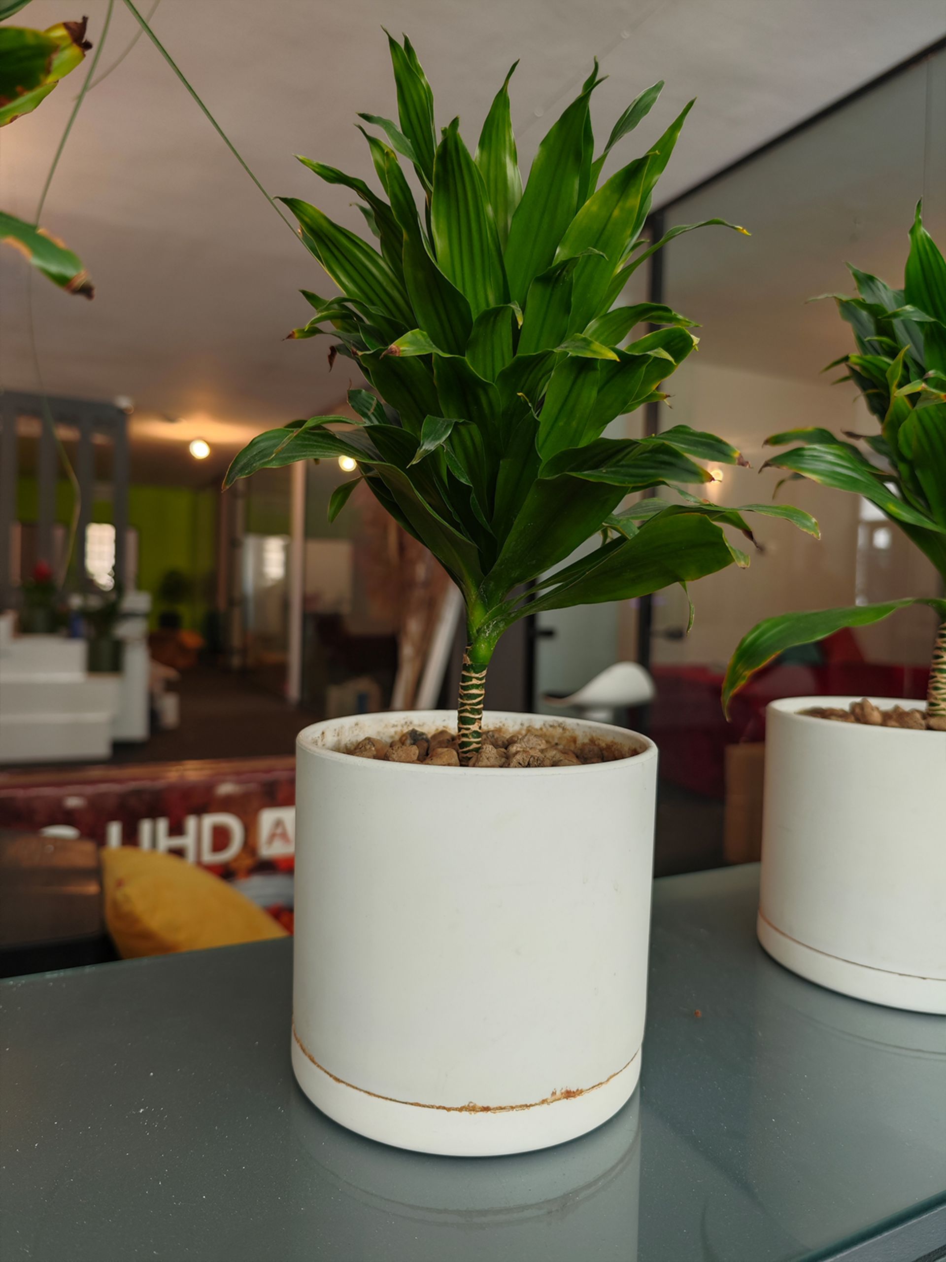 گیاهی در دفتر زومیت ۲