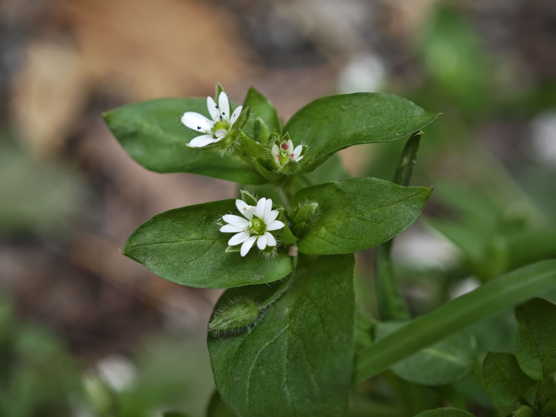 گیاه مینیاتوری از نمای نزدیک