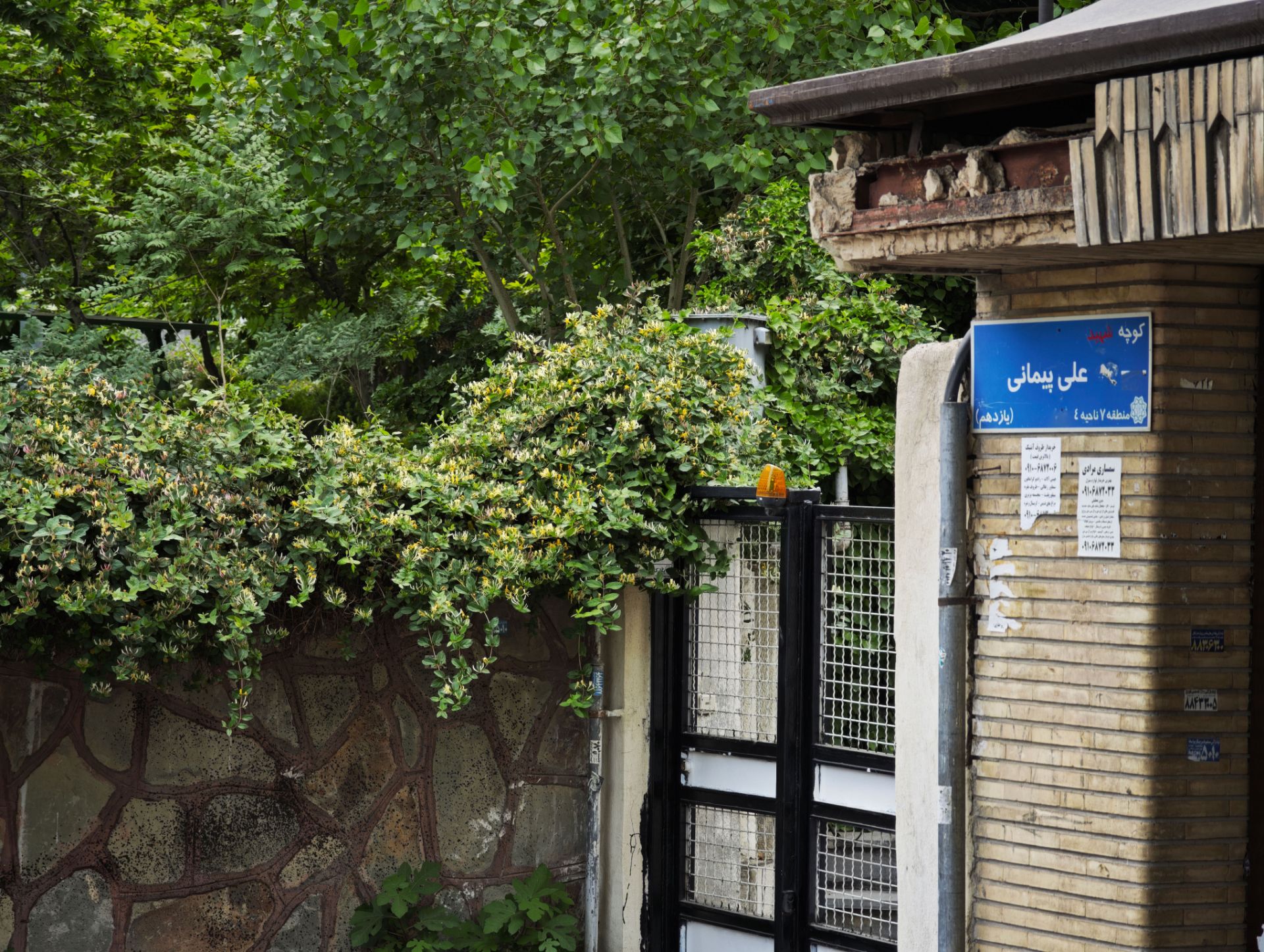 گیاه روی دیوار یک خانه