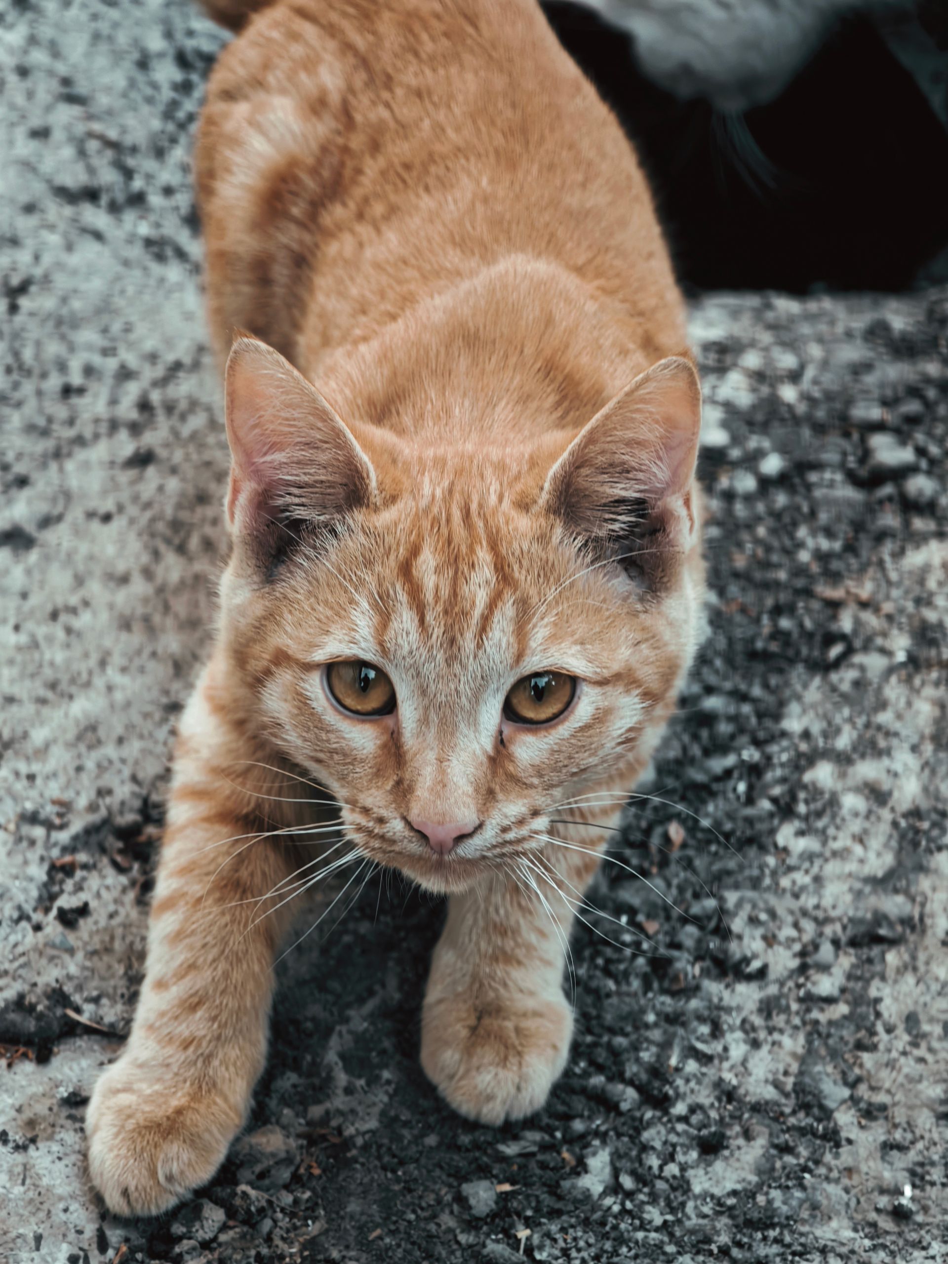 گربه نارنجی