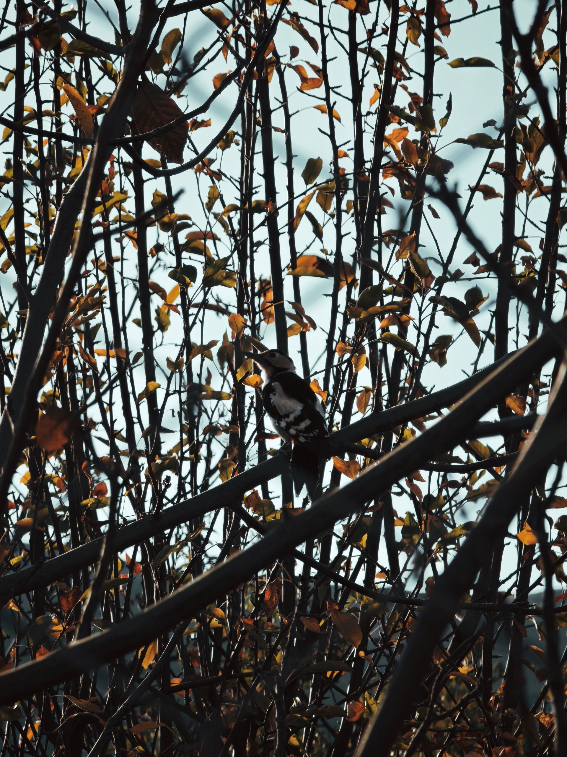 پرنده روی درخت