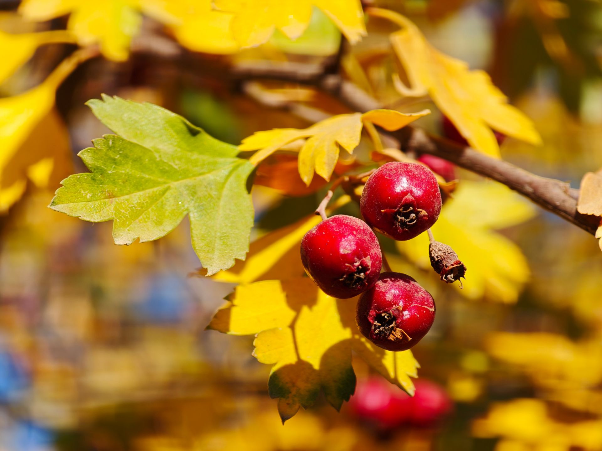 میوه قرمز روی شاخه