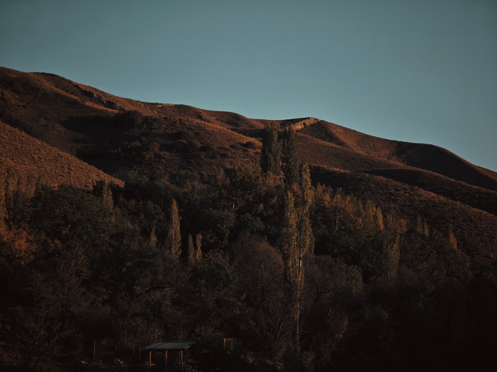 تپه های پر درخت