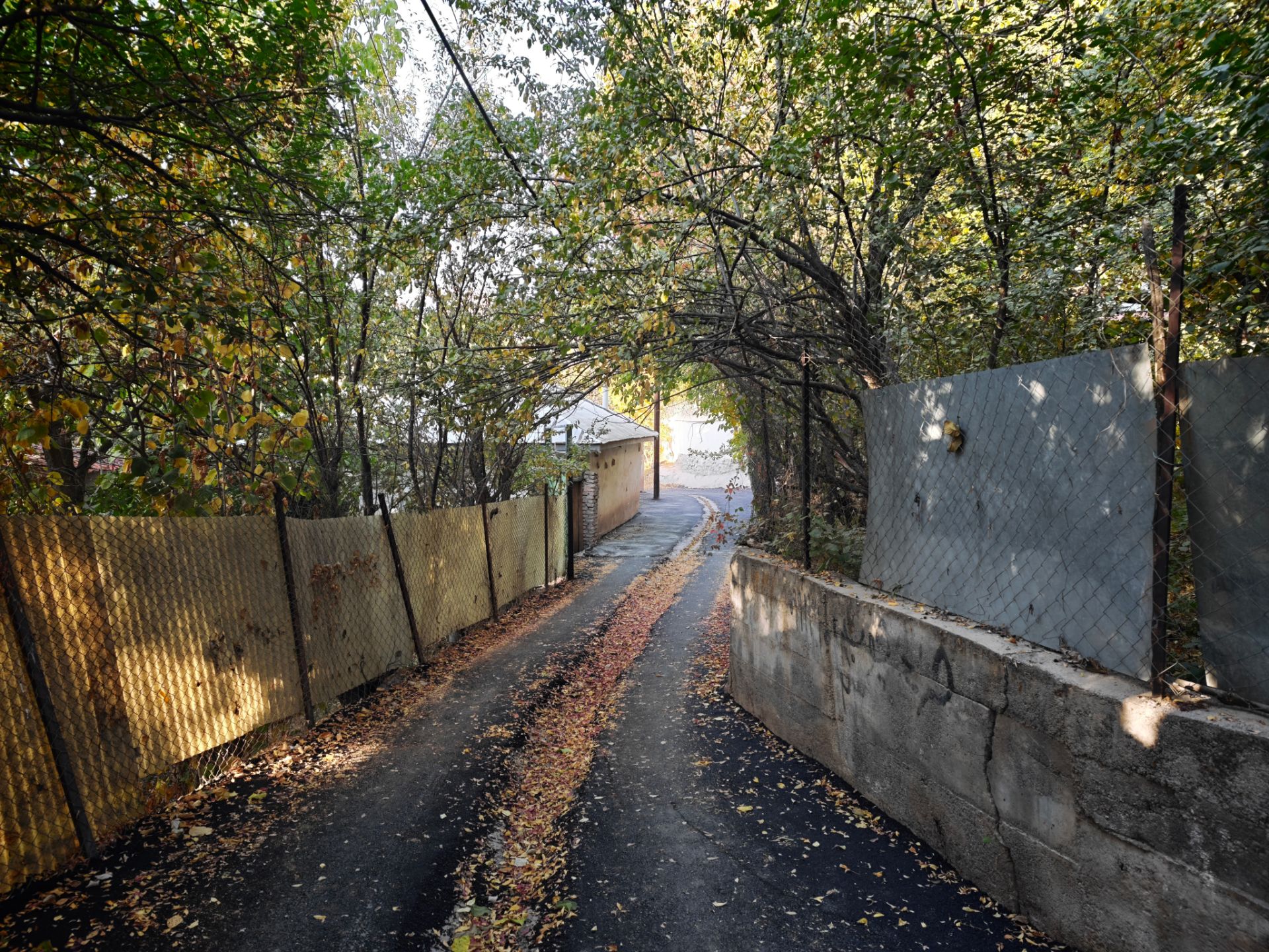 کوچه پر درخت
