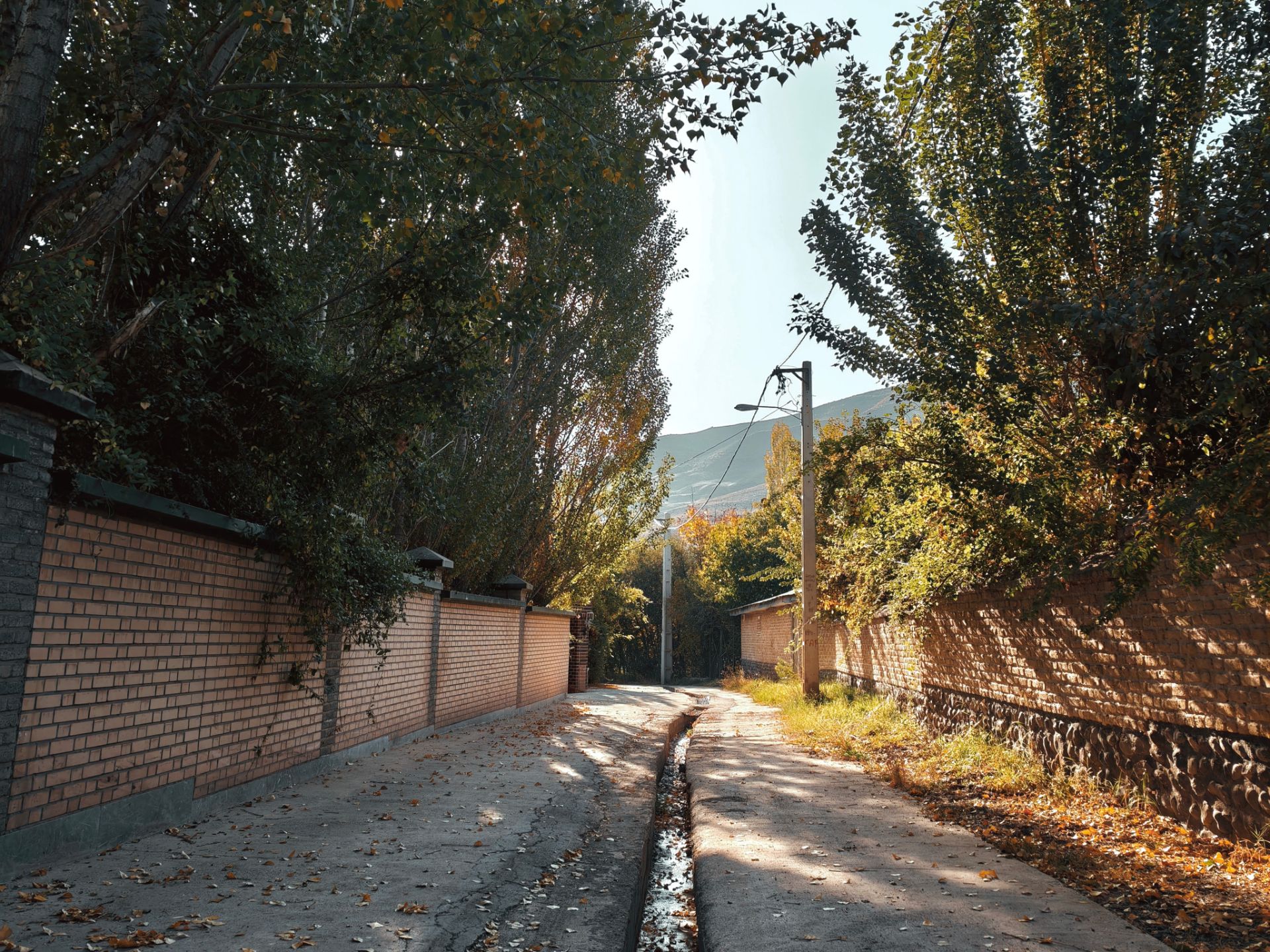 کوچه پر درخت