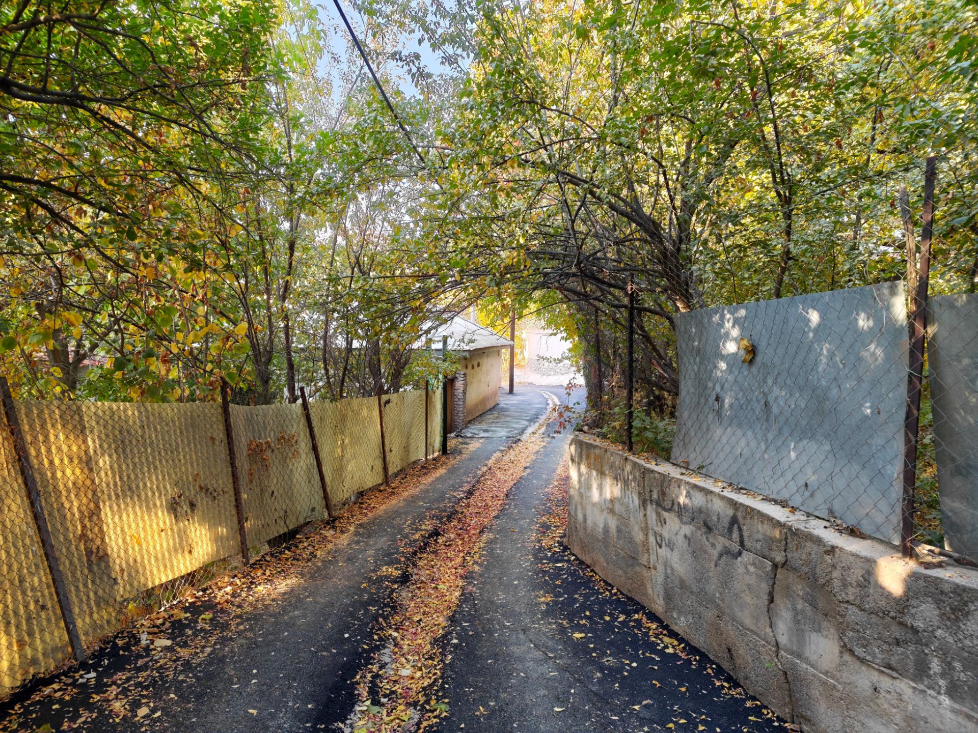 کوچه پر درخت