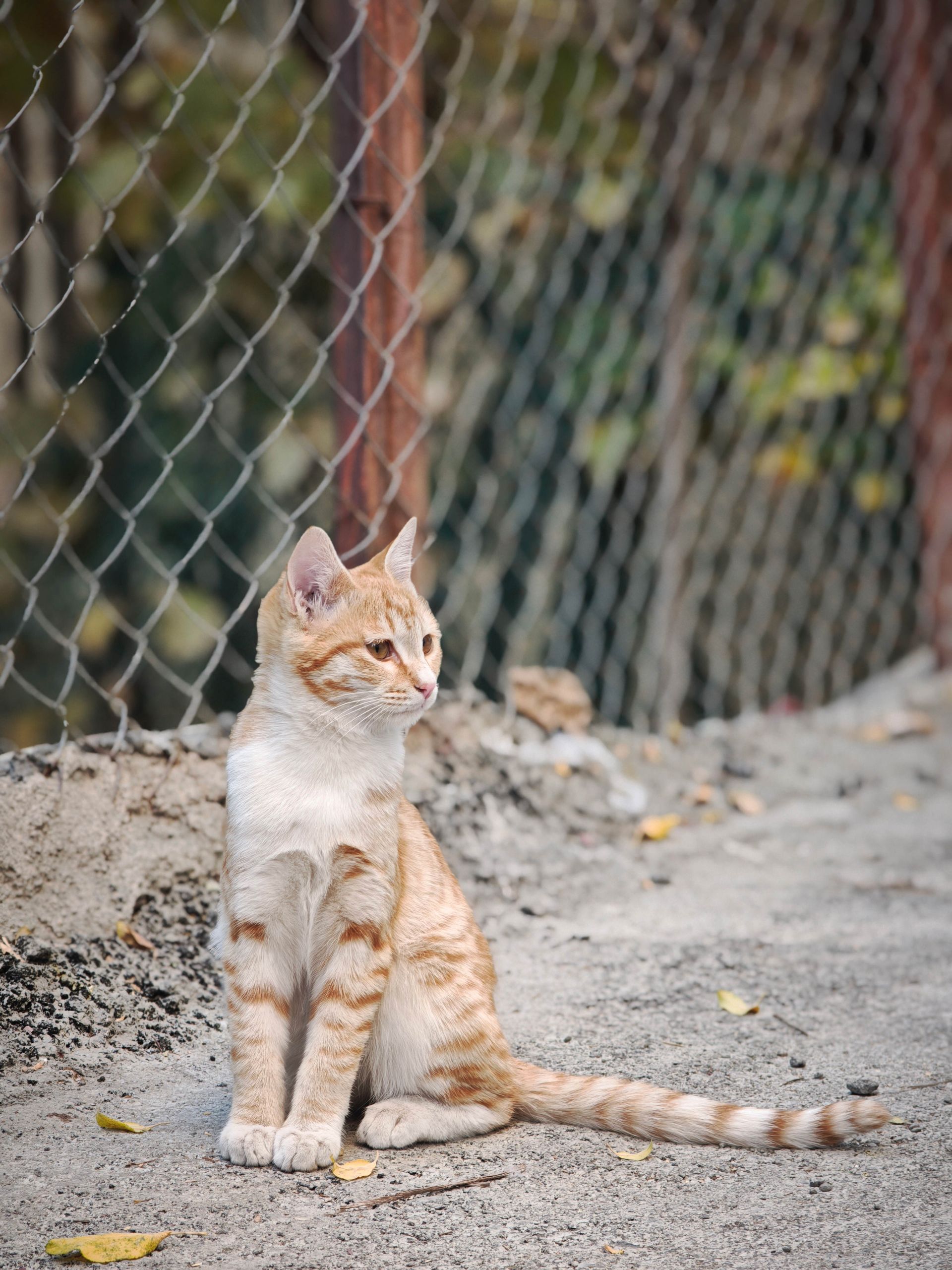 گربه نارنجی نشسته