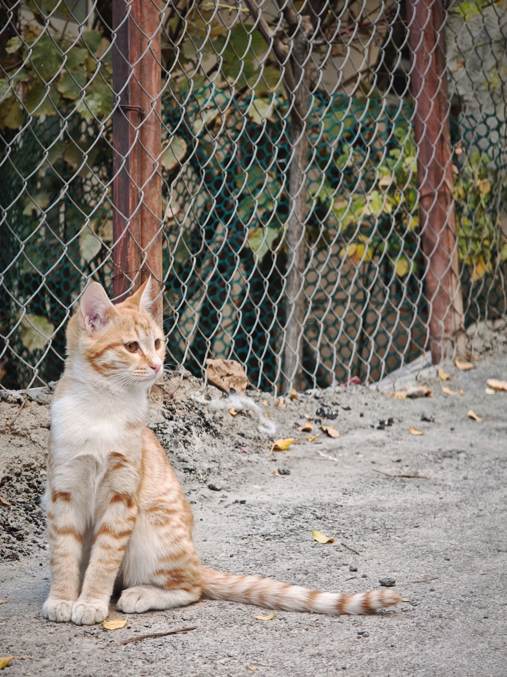 گربه نارنجی نشسته